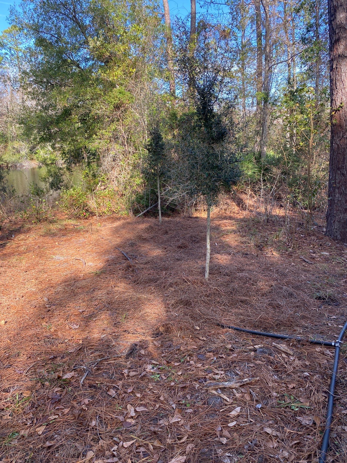 Deerwood Resident | Tree Installation by ProGreen Services