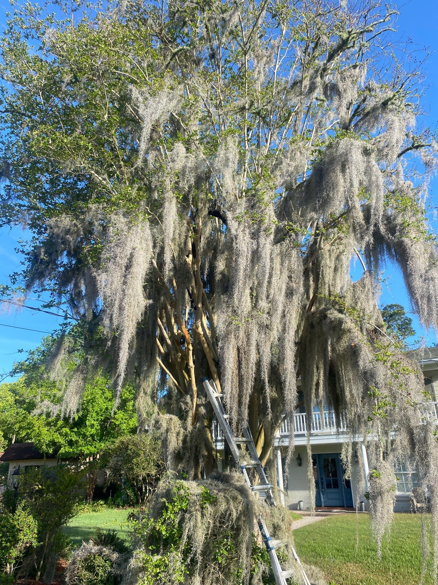 Residential | Tree Removal & Trimming by ProGreen Services