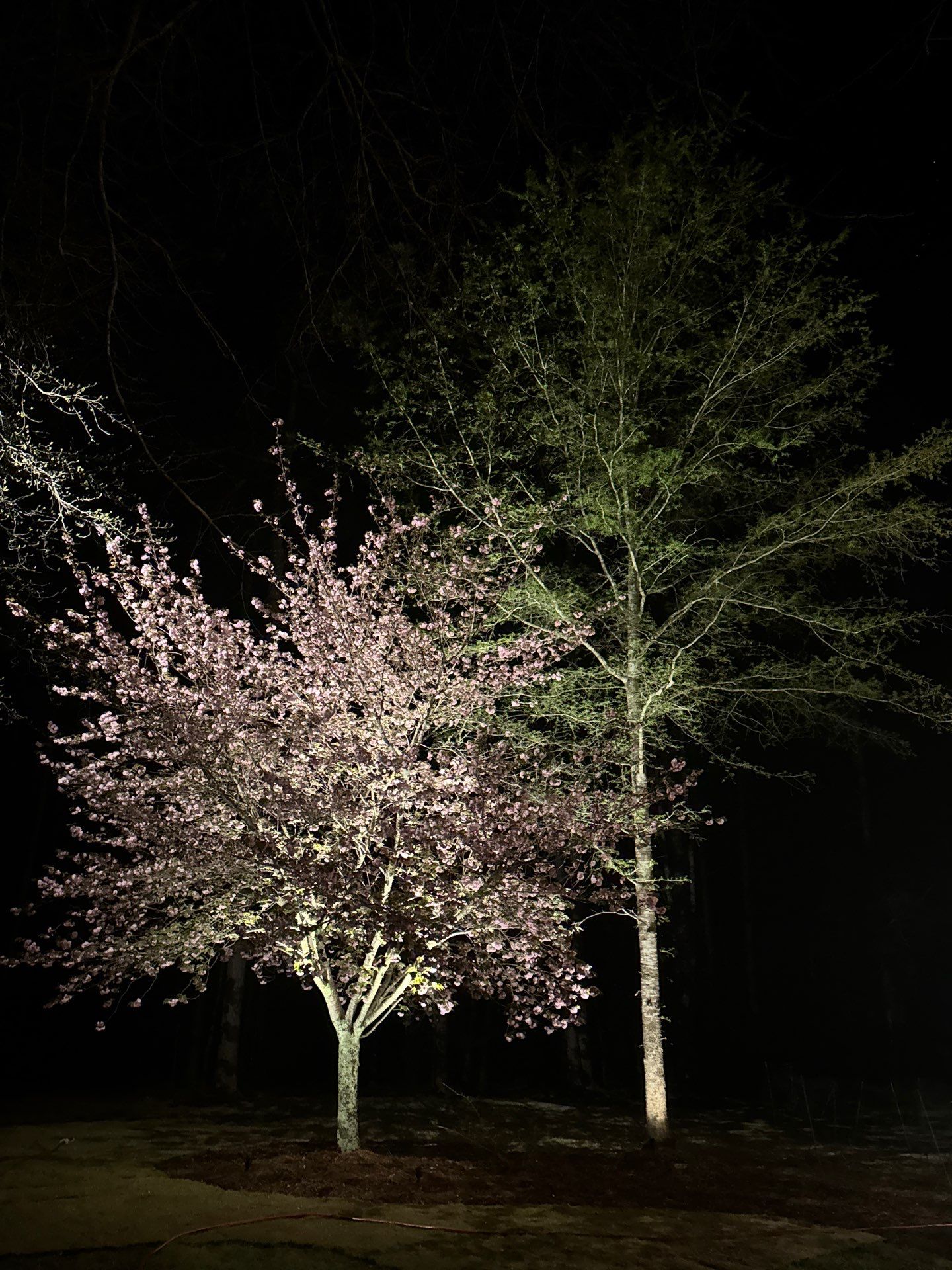 COLD Project by Georgia Outdoor Decor