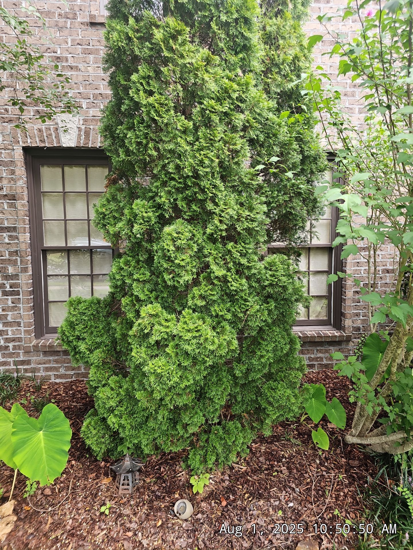 Lewis Project in Hoover by The Window Source