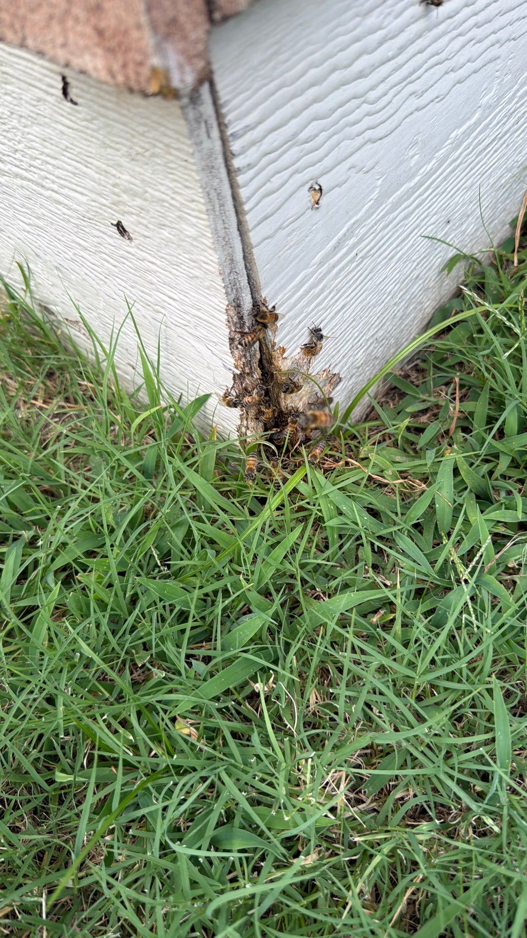 Shedding Bees by Rockwall Honey Bee Company