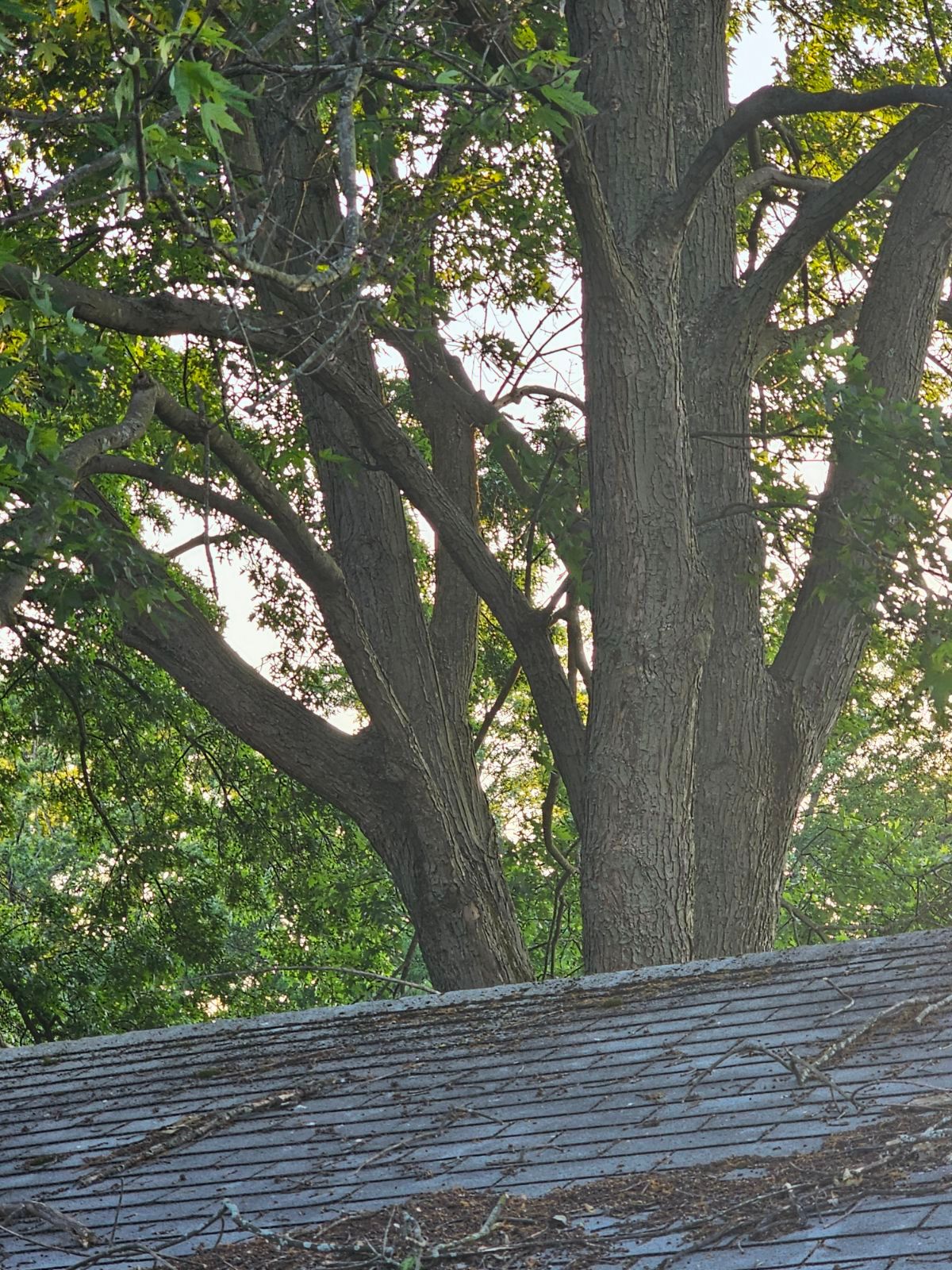 Tree Trimming using Tree Pruing by Mike Jones & Sons Tree Service LLC 