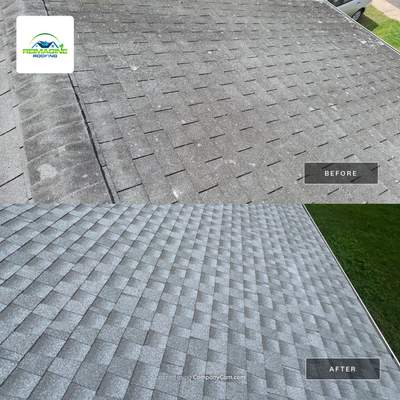 Silver Birch Shingles
