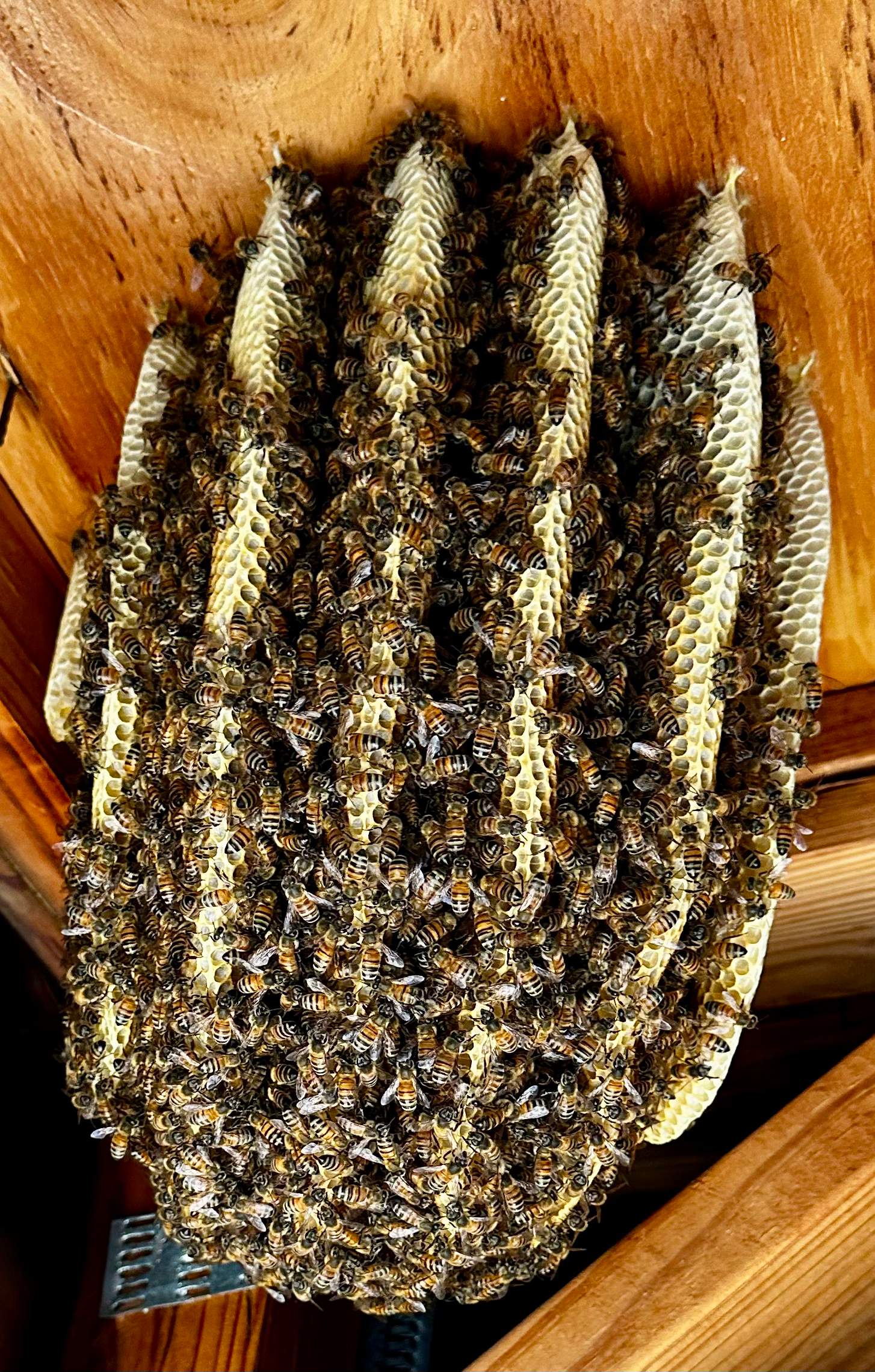 Final Beauty of 2024 by Rockwall Honey Bee Company