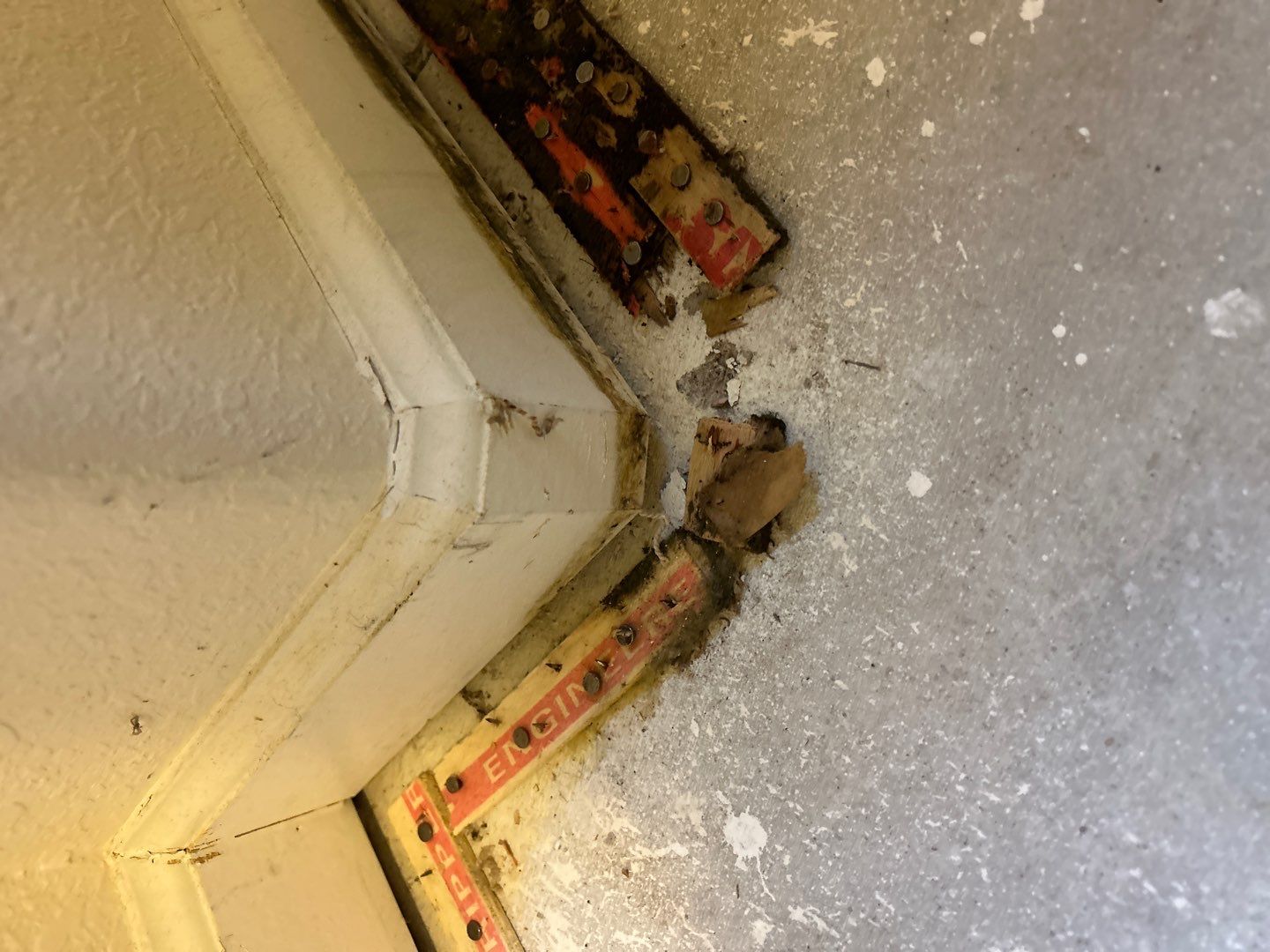 Mold Damage Project in Thornton by Accountable Home Services