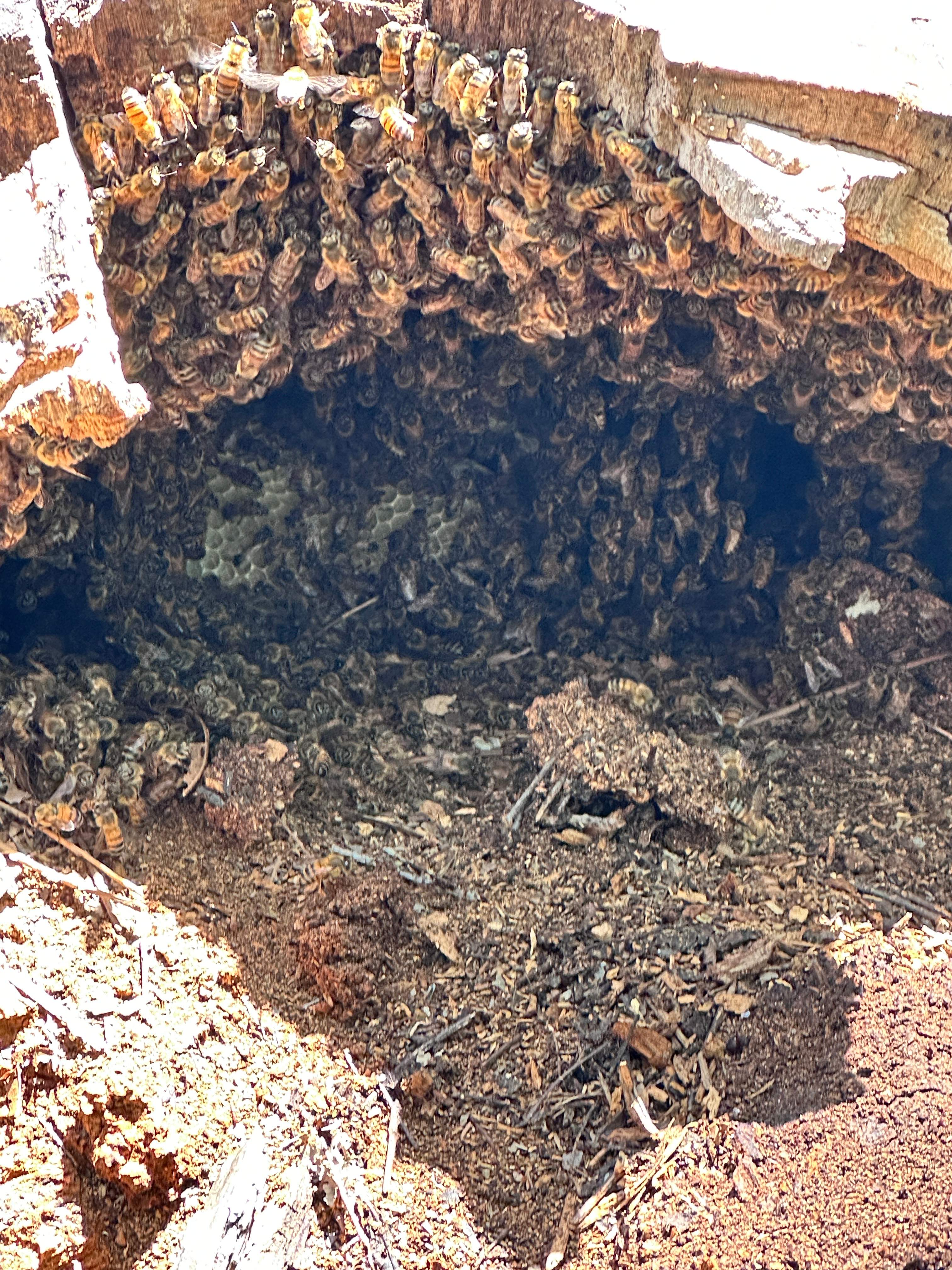 Two More Trees, One More Yard by Rockwall Honey Bee Company