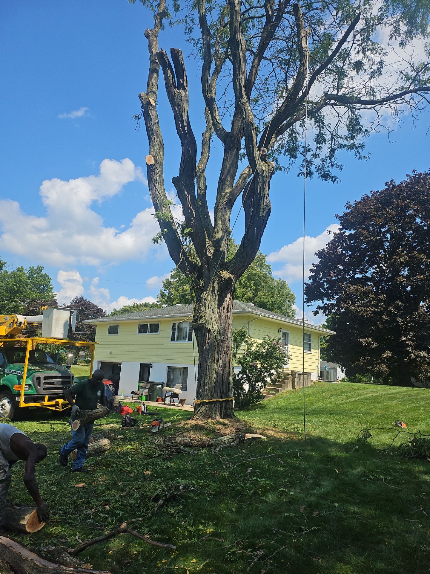 Tree Removal using Tree Removal by Mike Jones & Sons Tree Service LLC 