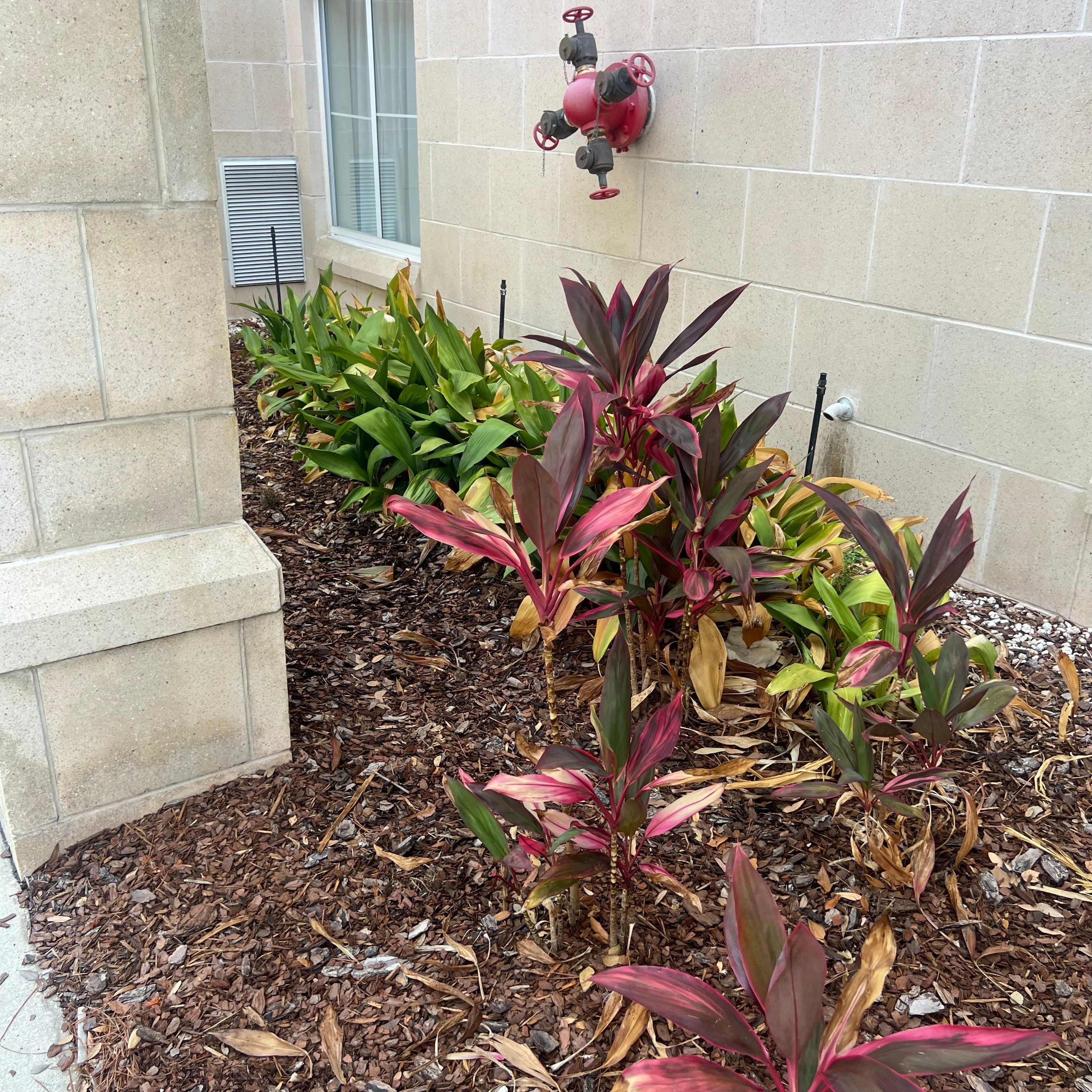 Homewood Suites | Tree Service by ProGreen Services