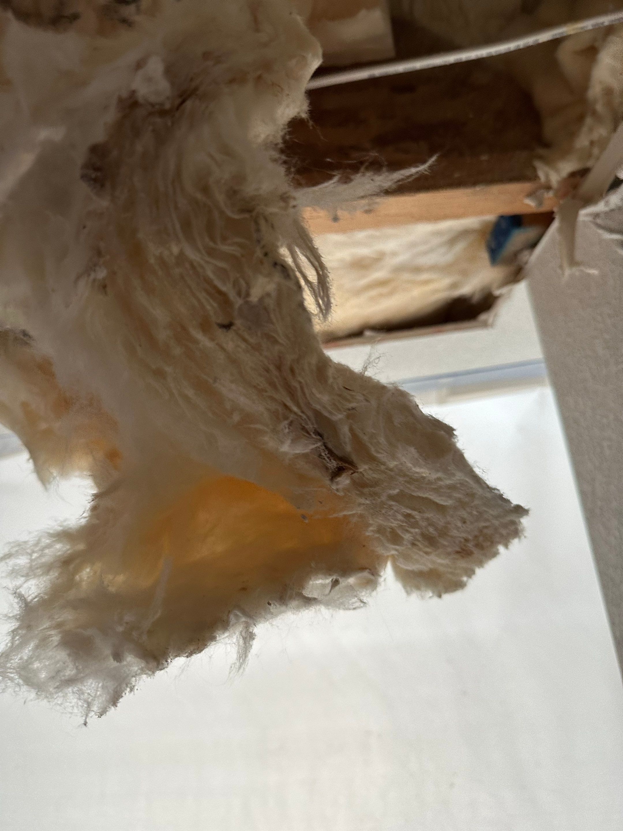 Mold Remediation in Denver, CO by Alpha Restoration 