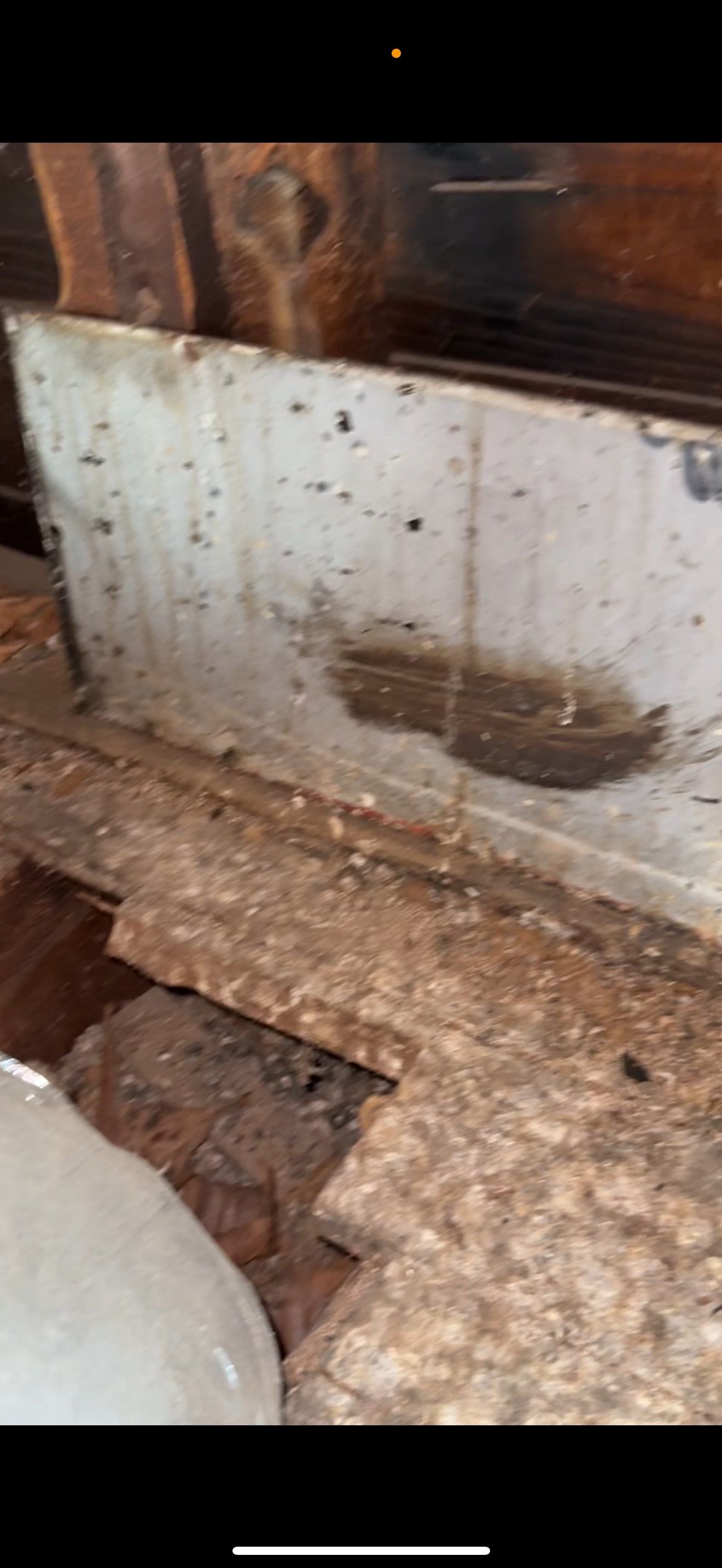 BIOHAZARD PIGEON FECES by Sadie’s Pro Cleaning