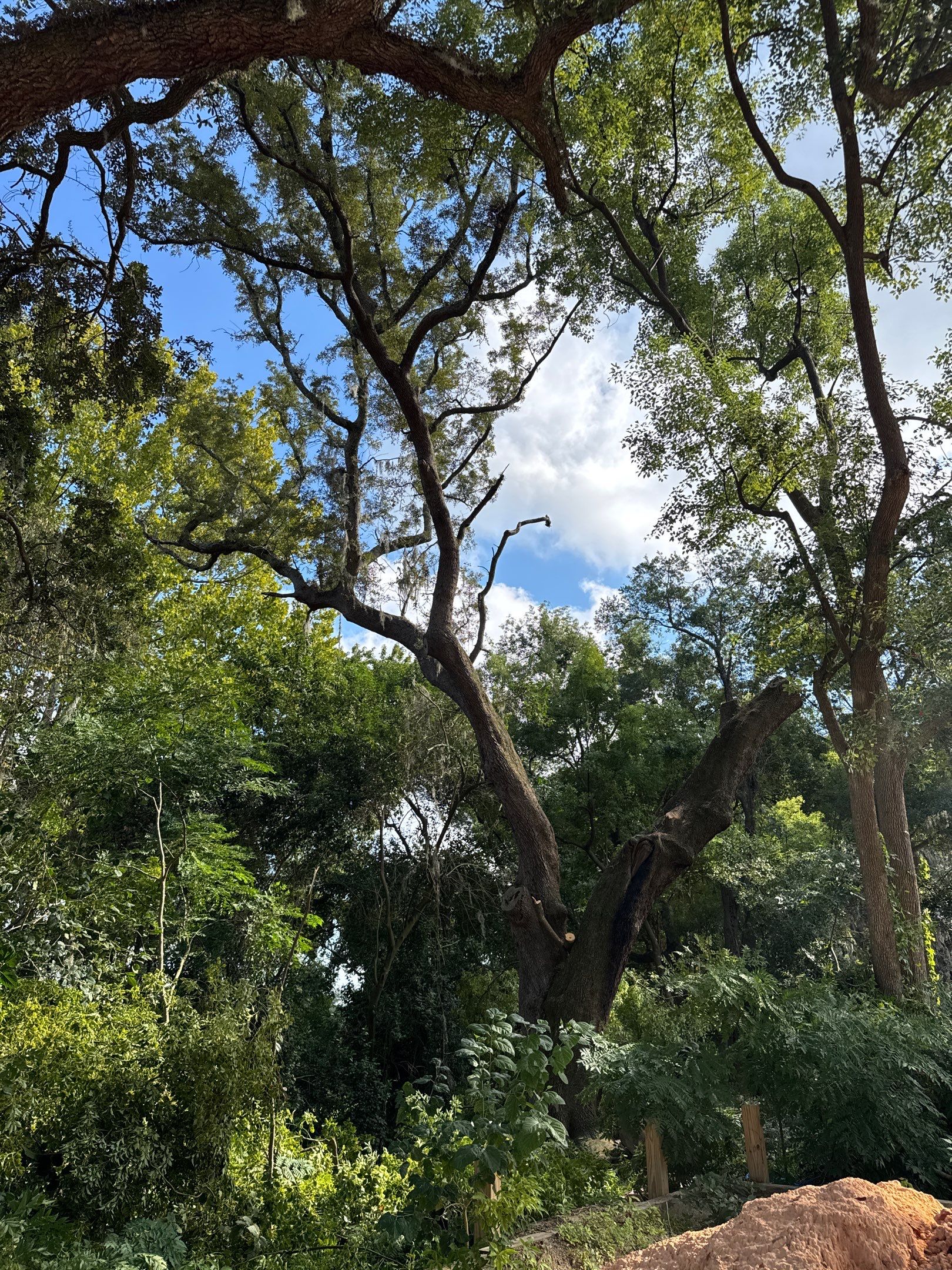 Tree Removal | Episcopal Softball Field by ProGreen Services