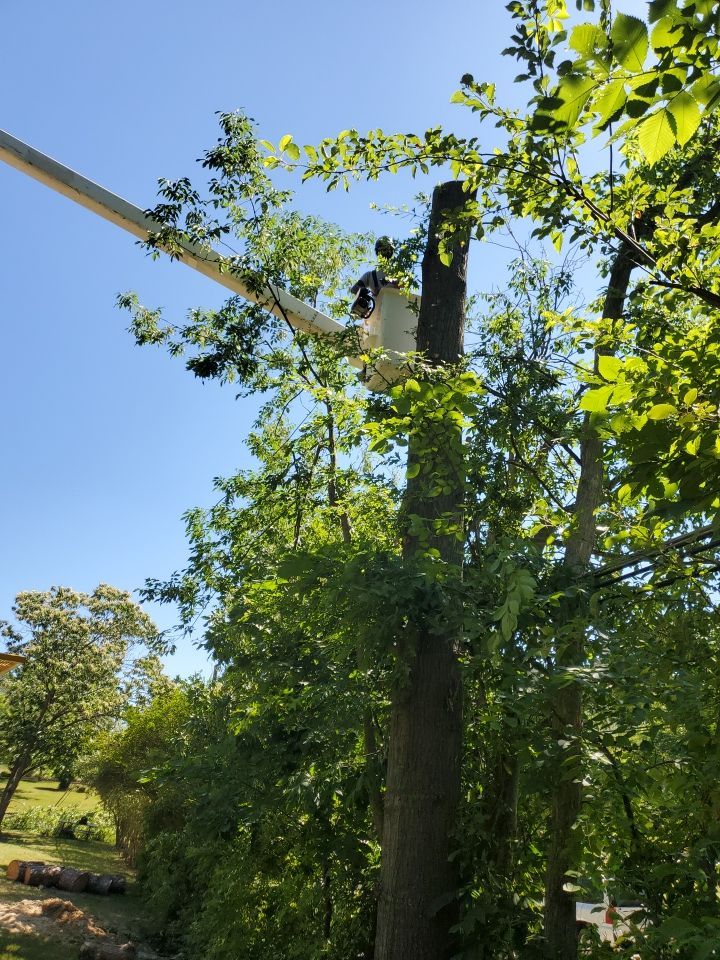Tree Removal using Tree Removal by Mike Jones & Sons Tree Service LLC 