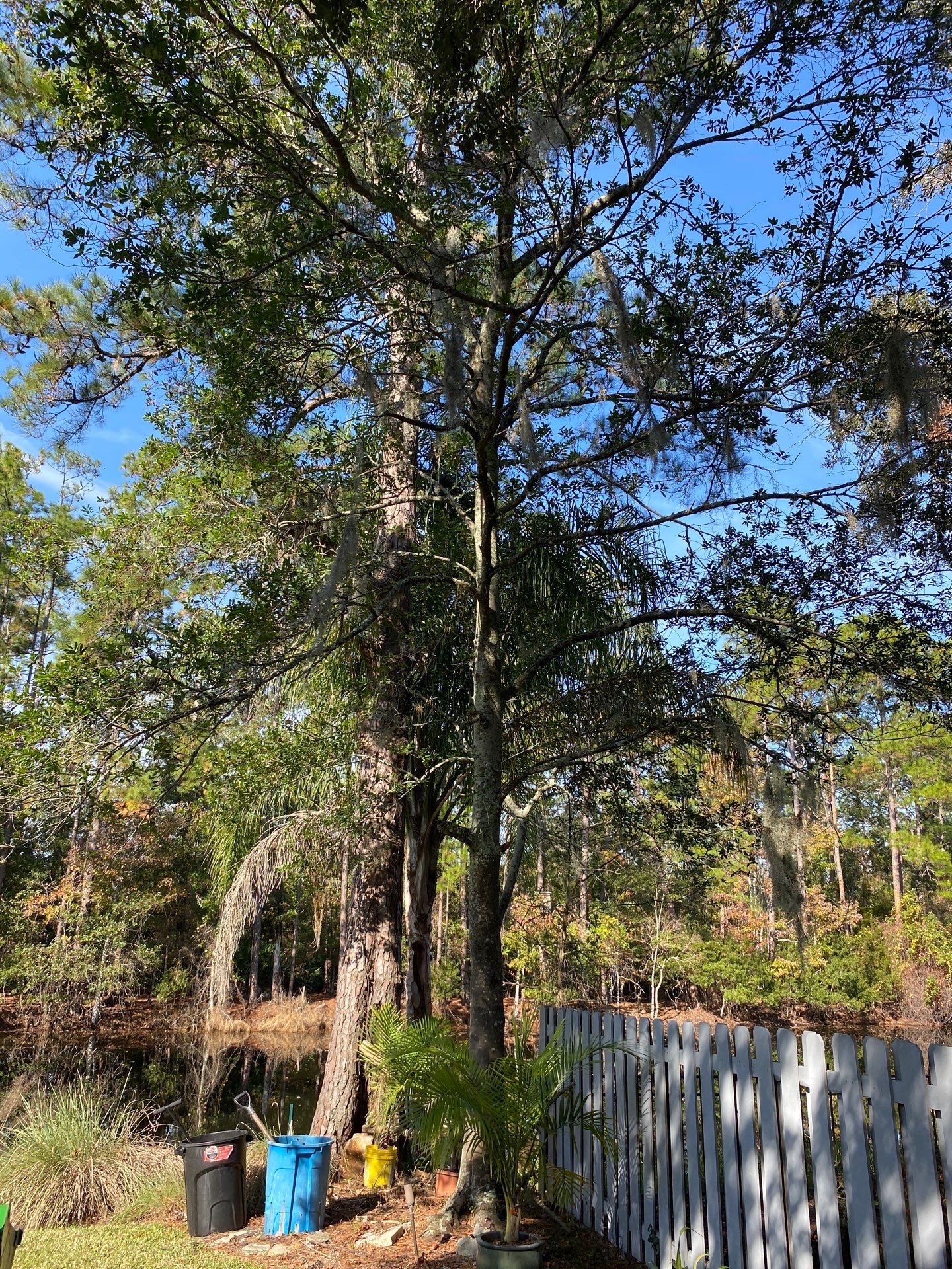 Deerwood Resident | Tree Trimming & Removal by ProGreen Services