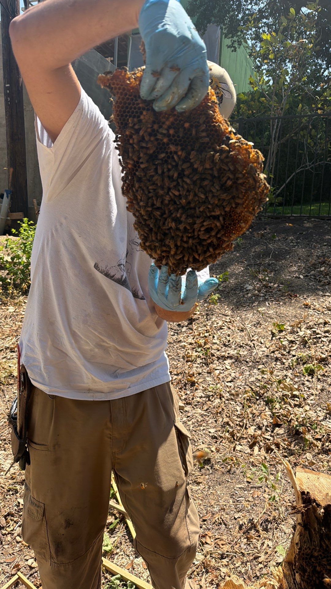 White Rock Tree by Rockwall Honey Bee Company