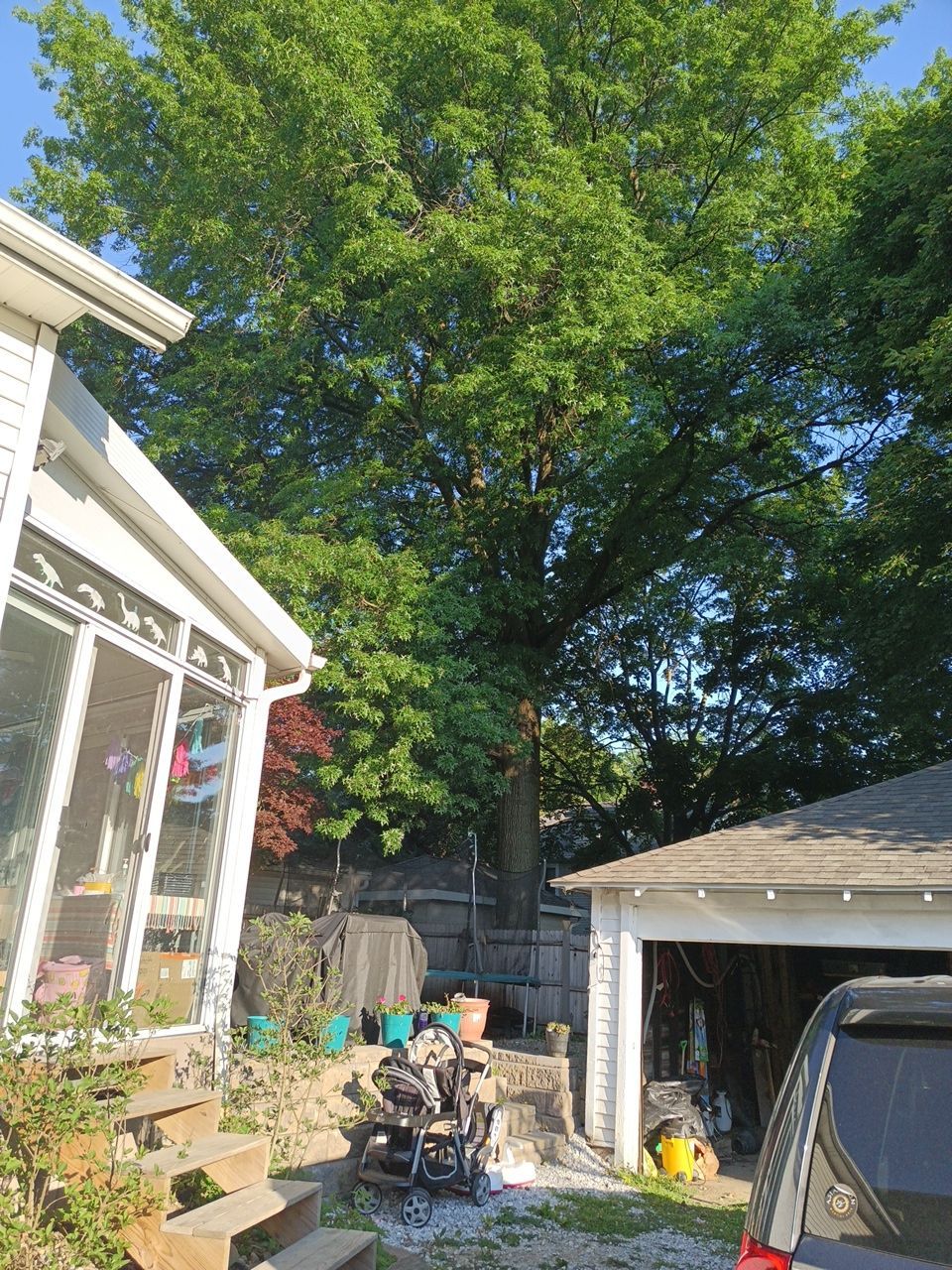 Tree Trimming using Tree Pruing by Mike Jones & Sons Tree Service LLC 