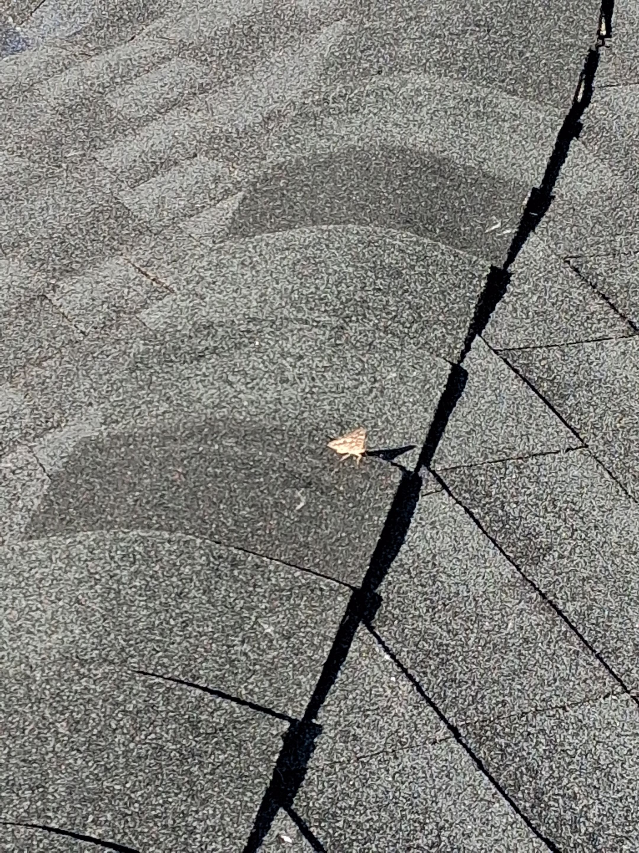 GAF Natural Shadow Charcoal  by Top Sun Roofing