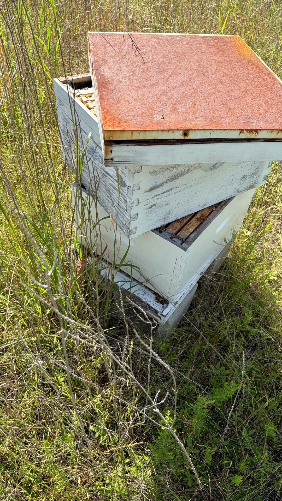 Baseball Diamond Apiary by Rockwall Honey Bee Company