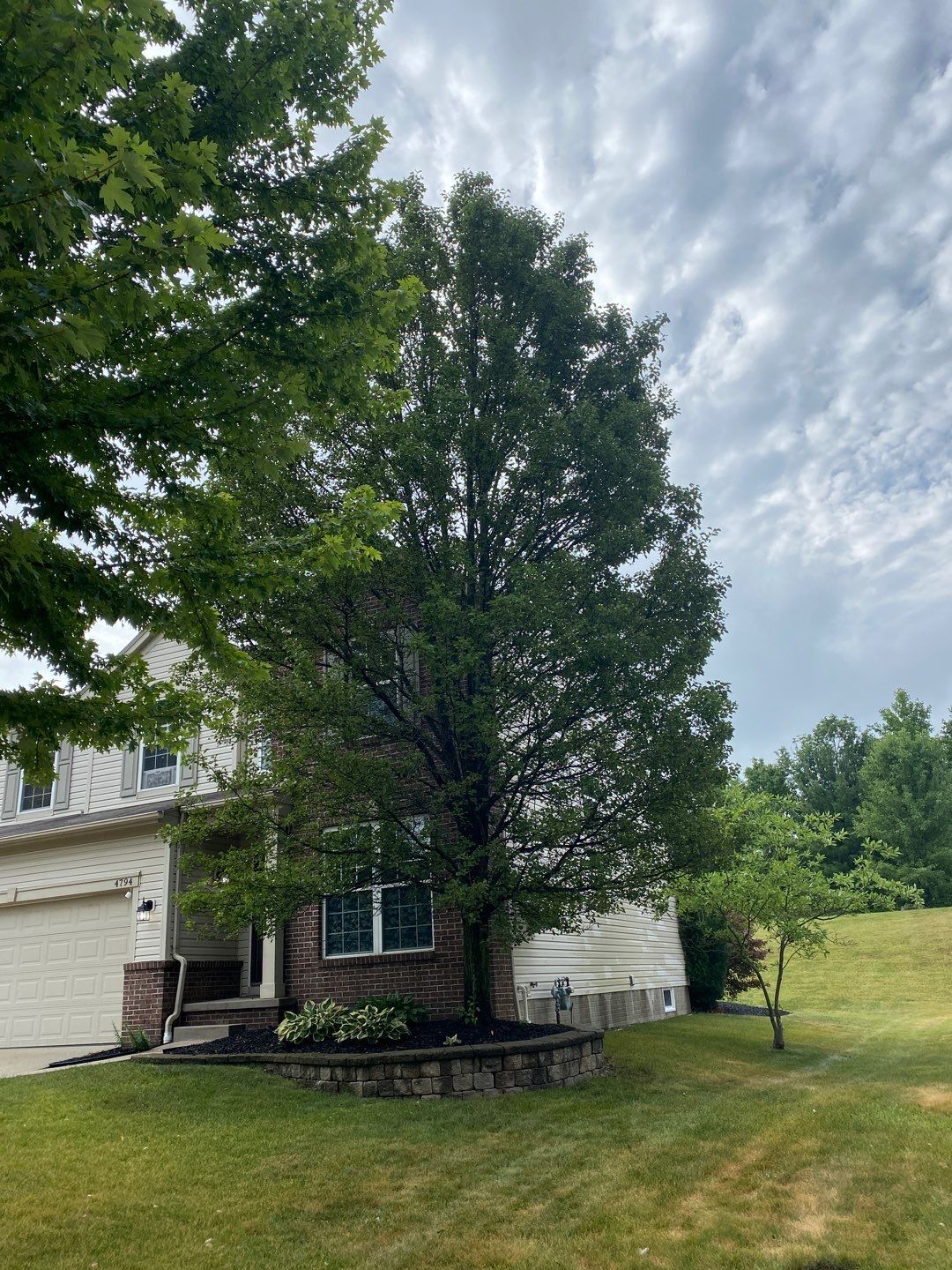 Tree Removal using Tree Removal by Mike Jones & Sons Tree Service LLC 