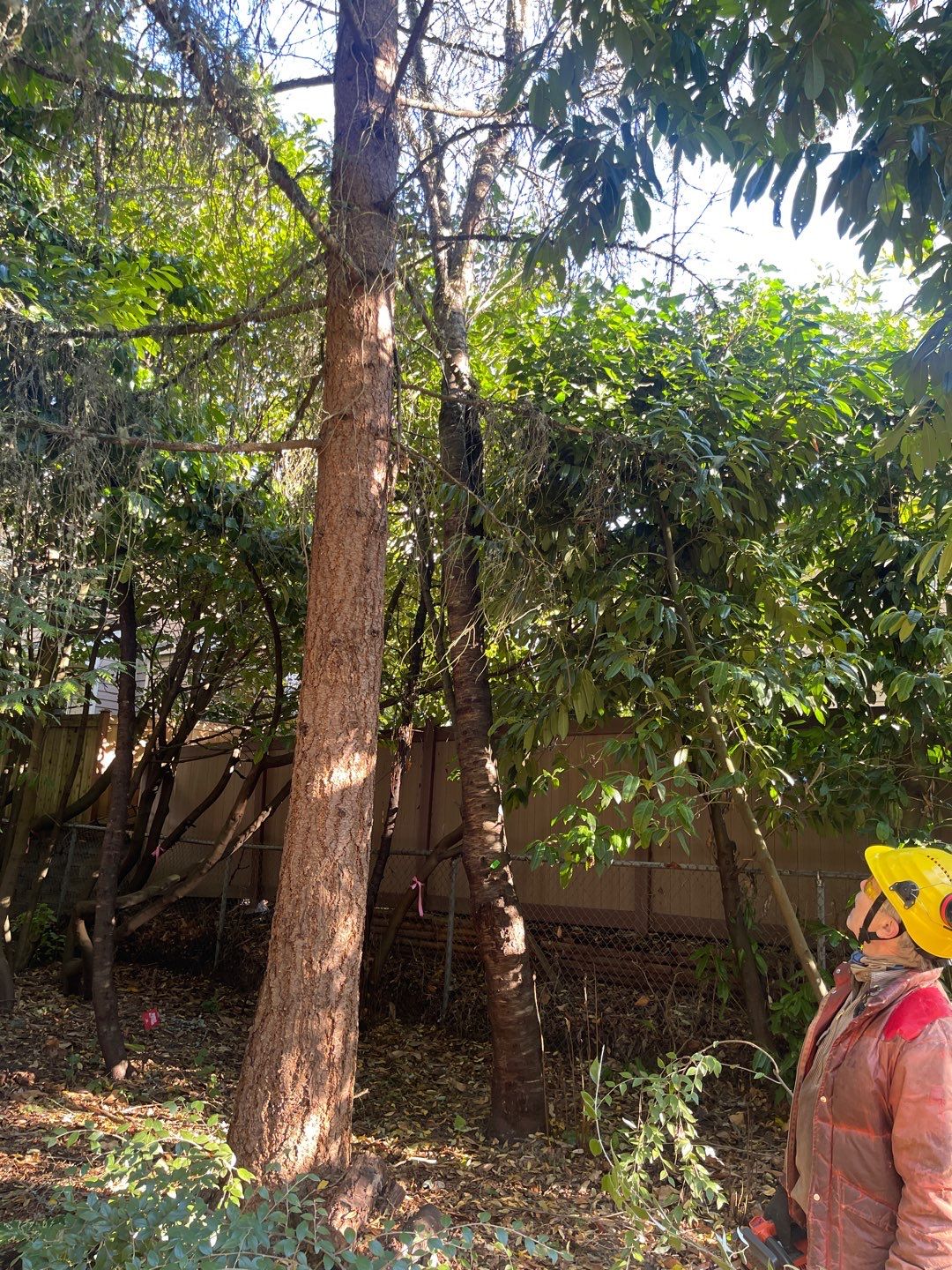 Tree Removal using Tree Removal by Mike Jones & Sons Tree Service LLC 