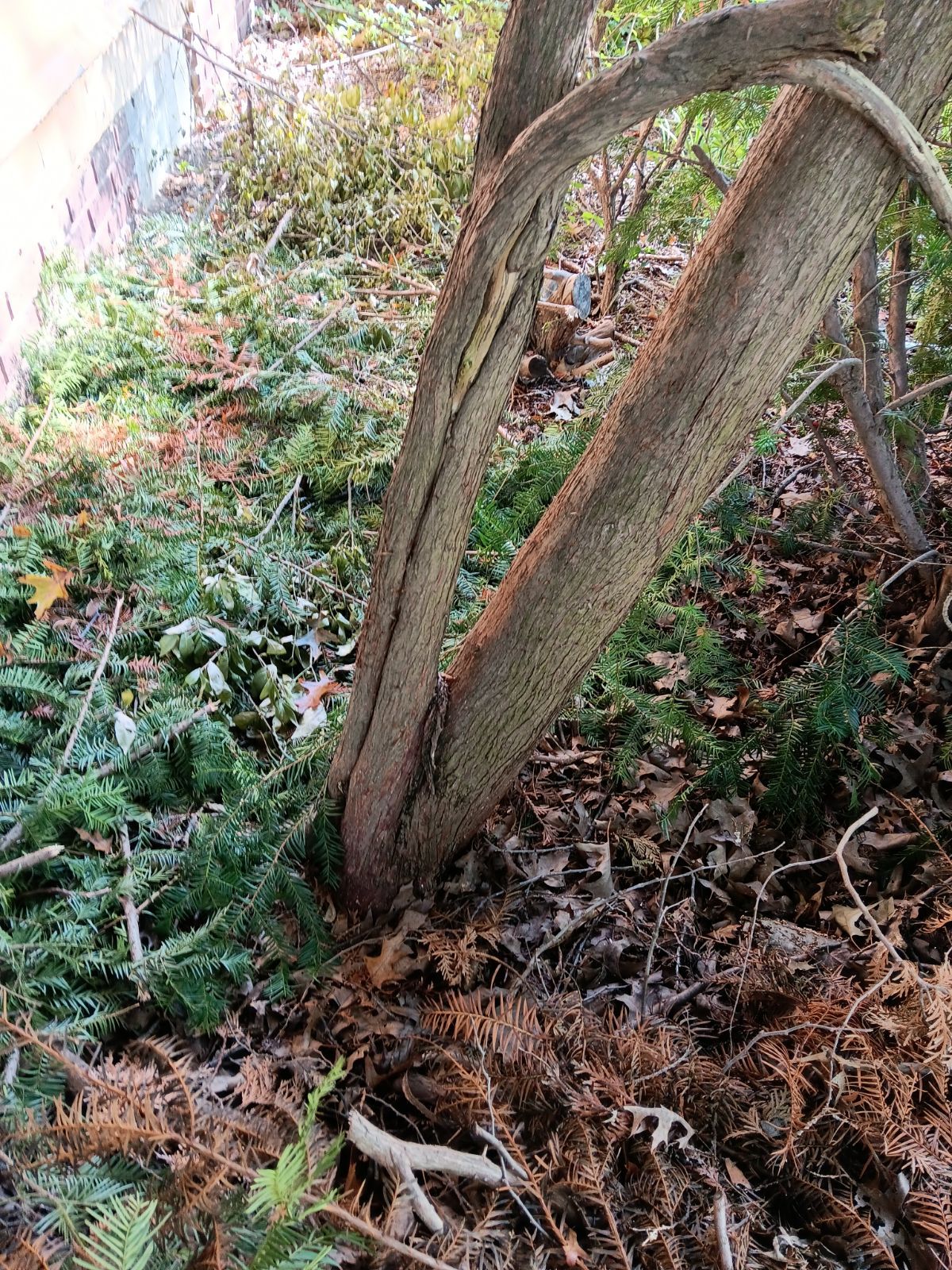 Tree Removal using Tree Removal by Mike Jones & Sons Tree Service LLC 