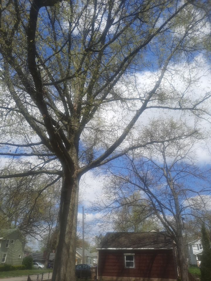 Tree Trimming using Tree Pruing by Mike Jones & Sons Tree Service LLC 