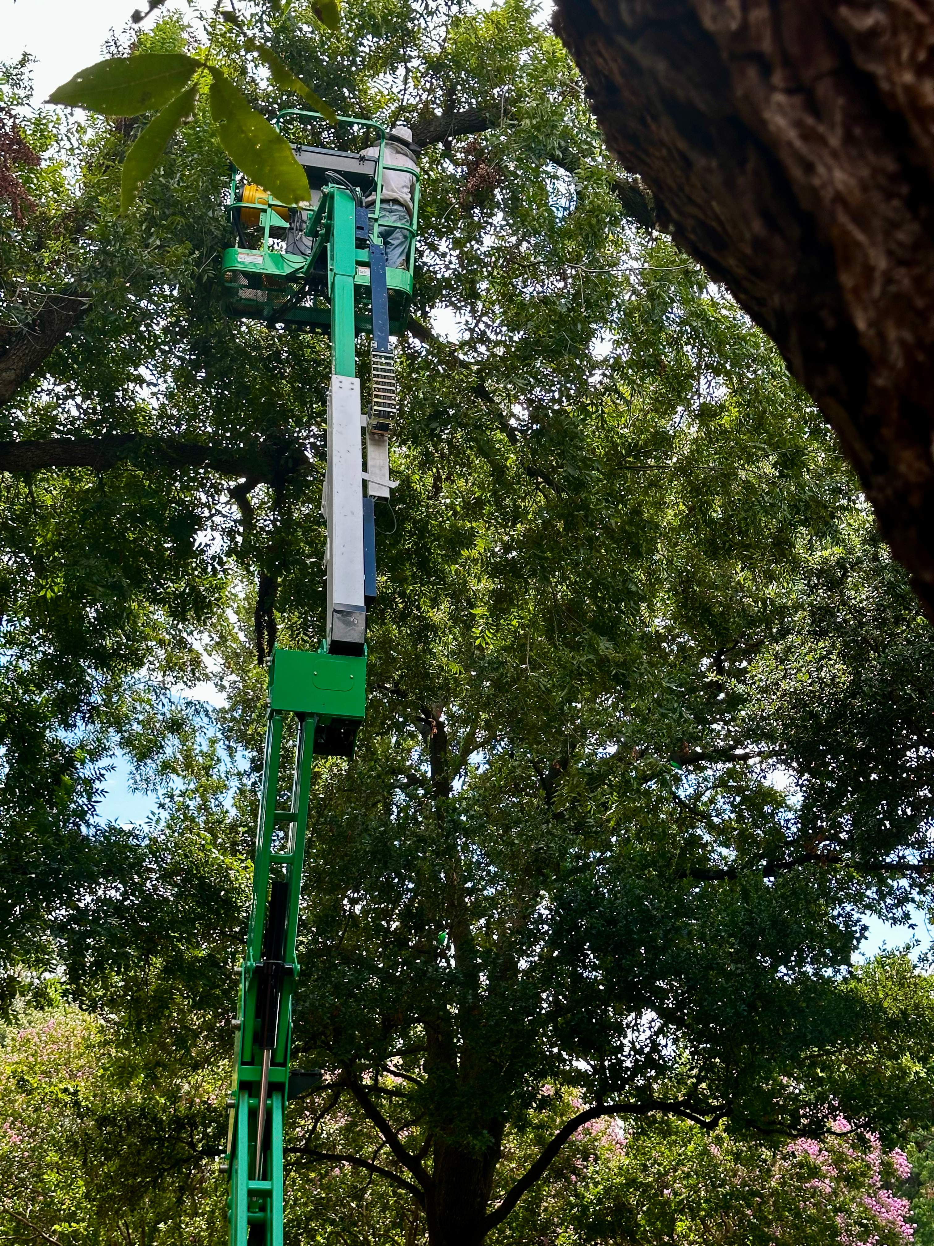 Open-Air Massive Colony by Rockwall Honey Bee Company
