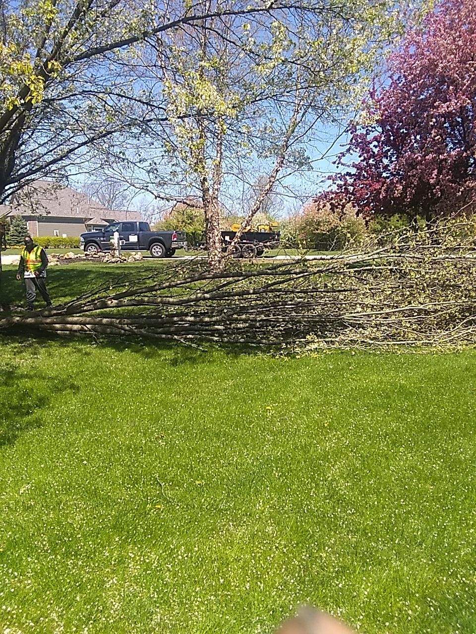 Tree Trimming using Tree Pruing by Mike Jones & Sons Tree Service LLC 