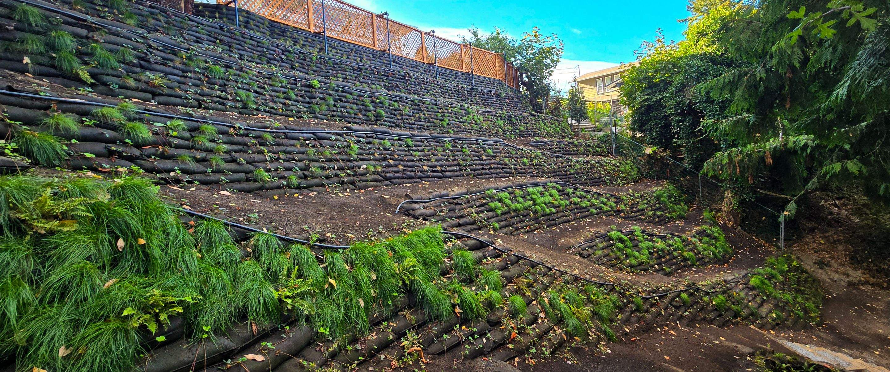 Georgia Park Terrace — Living Slope Transformation by Habanero Landscape Solutions