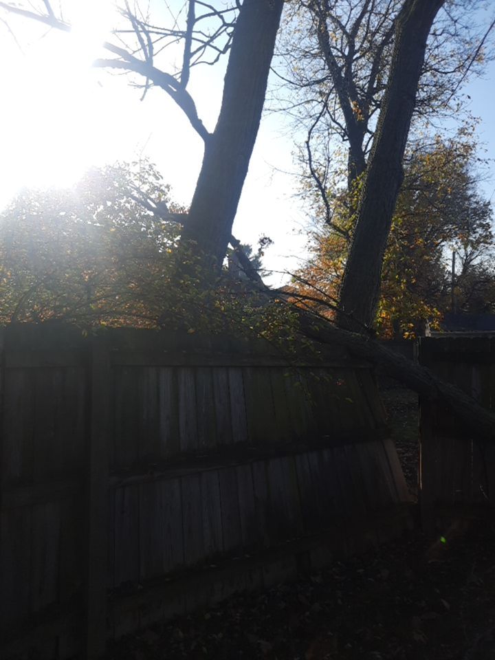 Tree Removal using Tree Removal by Mike Jones & Sons Tree Service LLC 