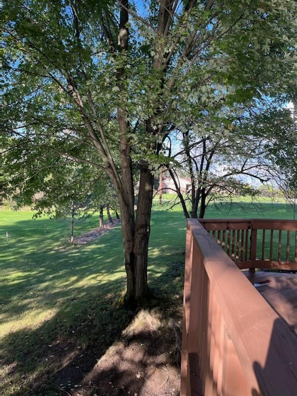 Tree Trimming using Tree Pruing by Mike Jones & Sons Tree Service LLC 