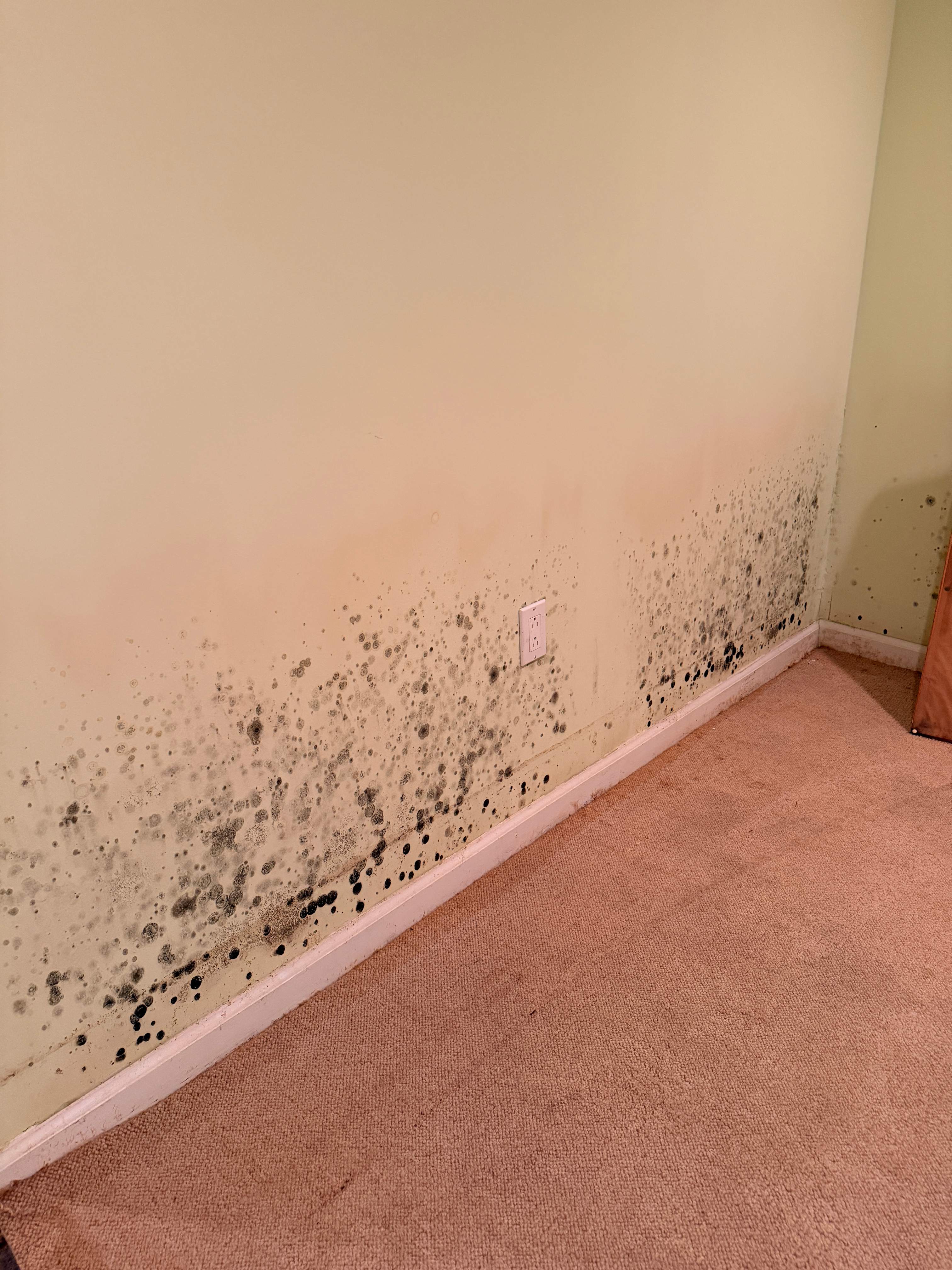 Water Damage / Mold Damage by Newhouse Restoration