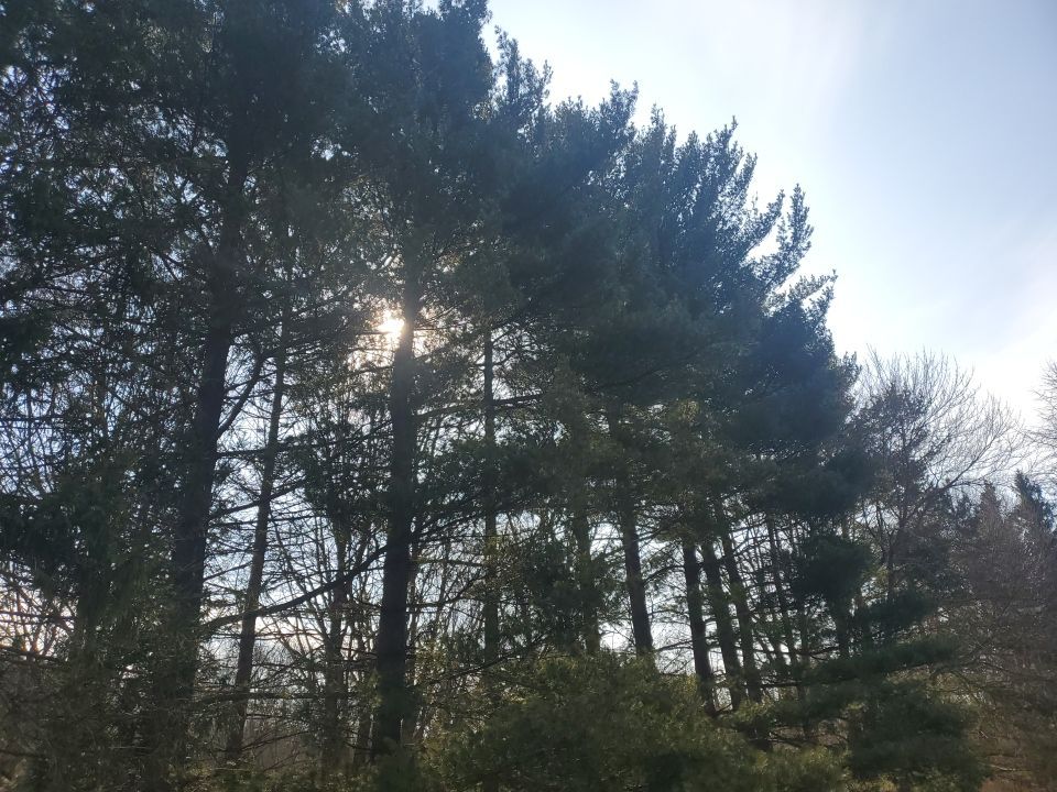 Tree Removal using Tree Removal by Mike Jones & Sons Tree Service LLC 