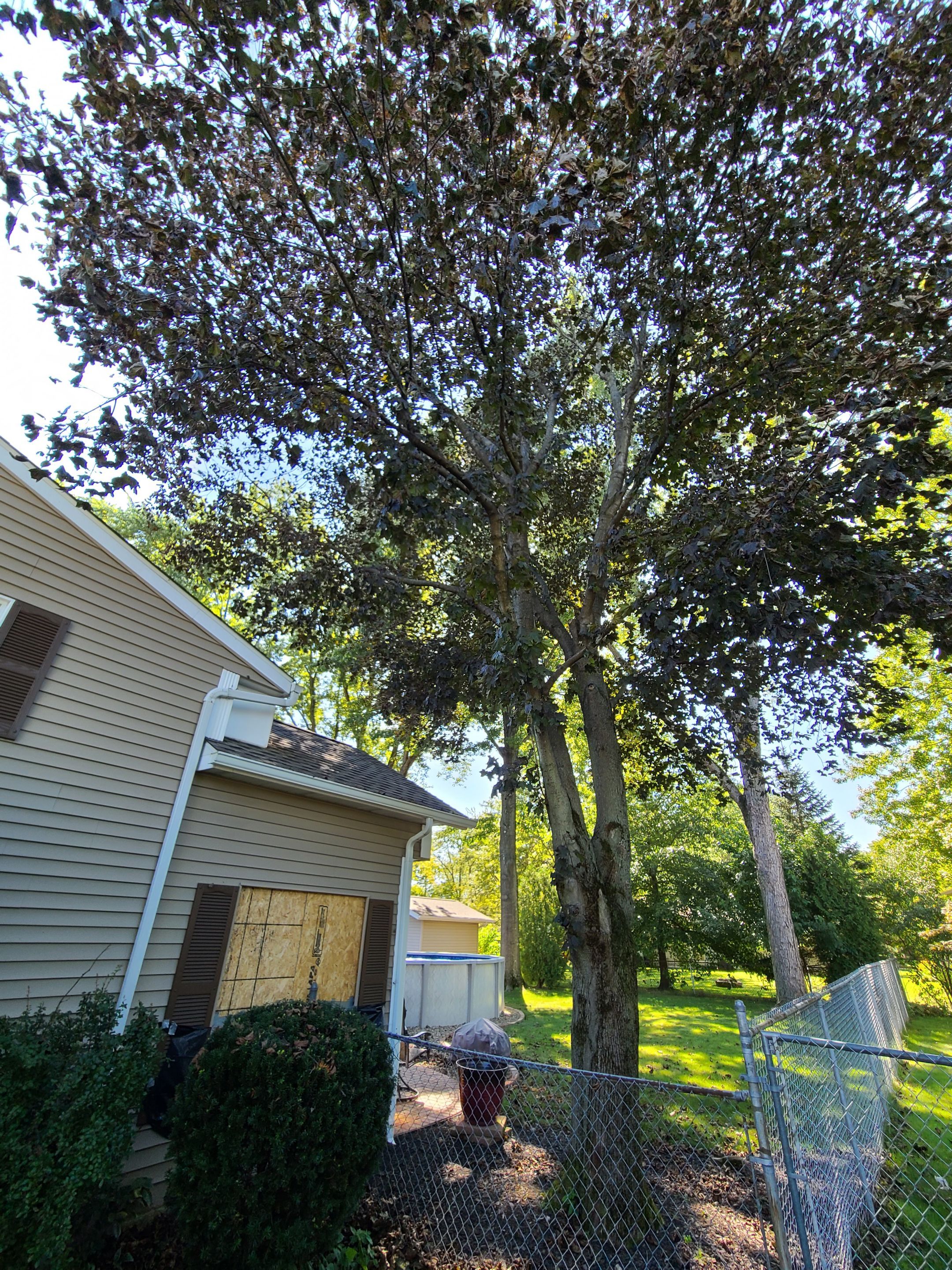 Oak Tree Removal by Mike Jones & Sons Tree Service LLC 