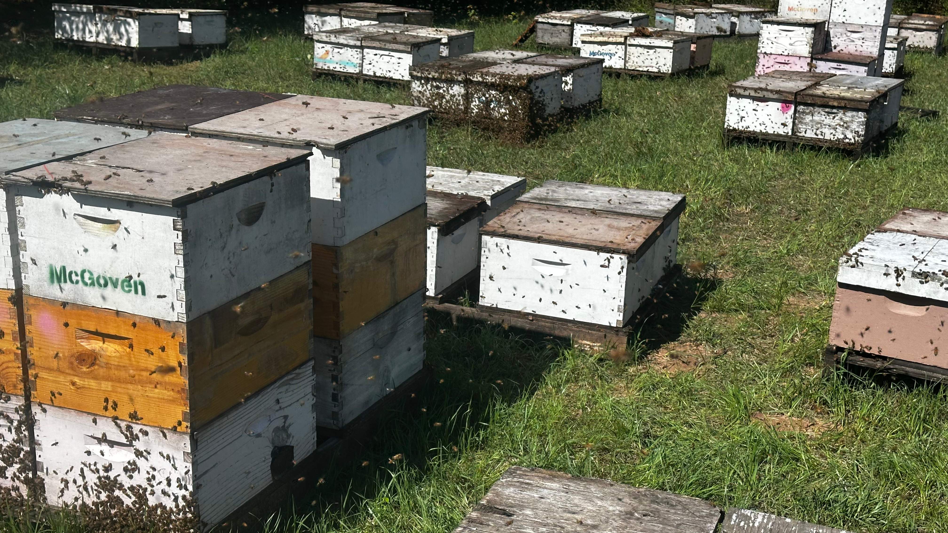 Traylor's Hay Meadow Apiary by Rockwall Honey Bee Company