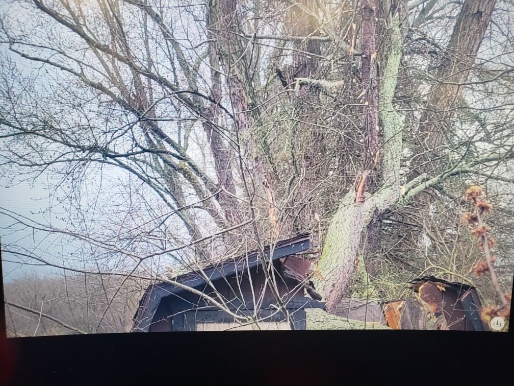 Tree Damage using Tree Removal by Mike Jones & Sons Tree Service LLC 