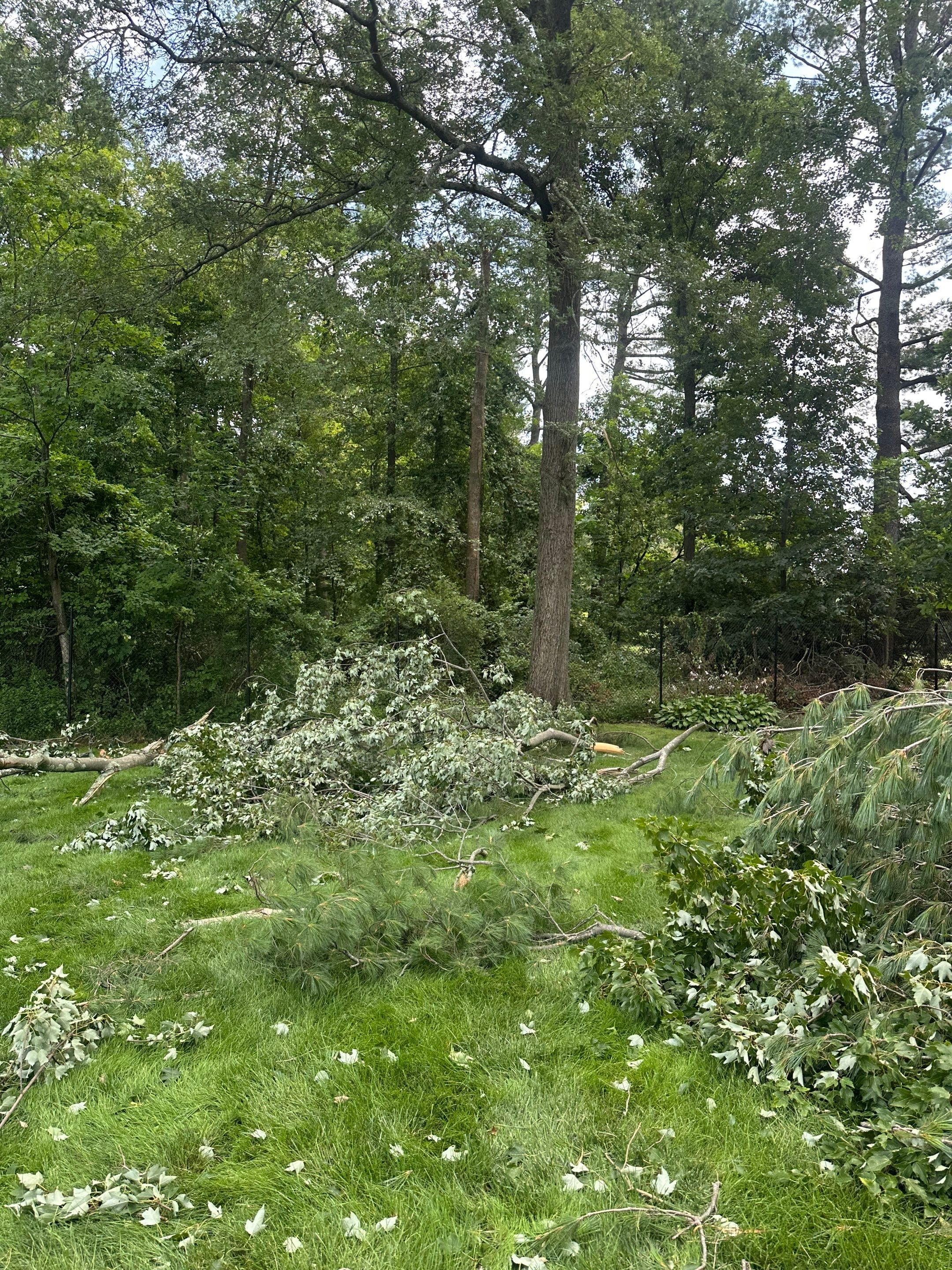 Emergency Tornado Damage Cleanup and Hazardous Tree Removal in Harrison by Fox Hill Luxury Real Estate Services