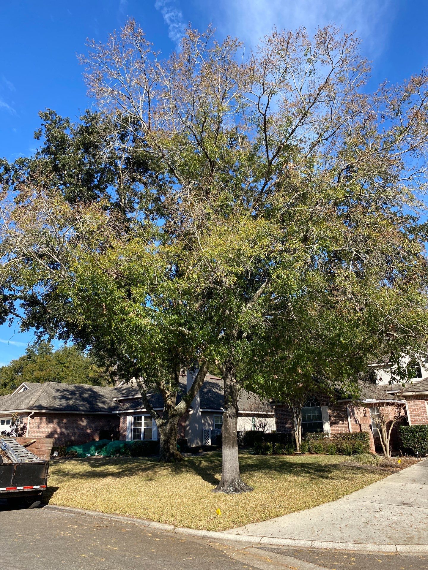 Residential | Tree Removal by ProGreen Services