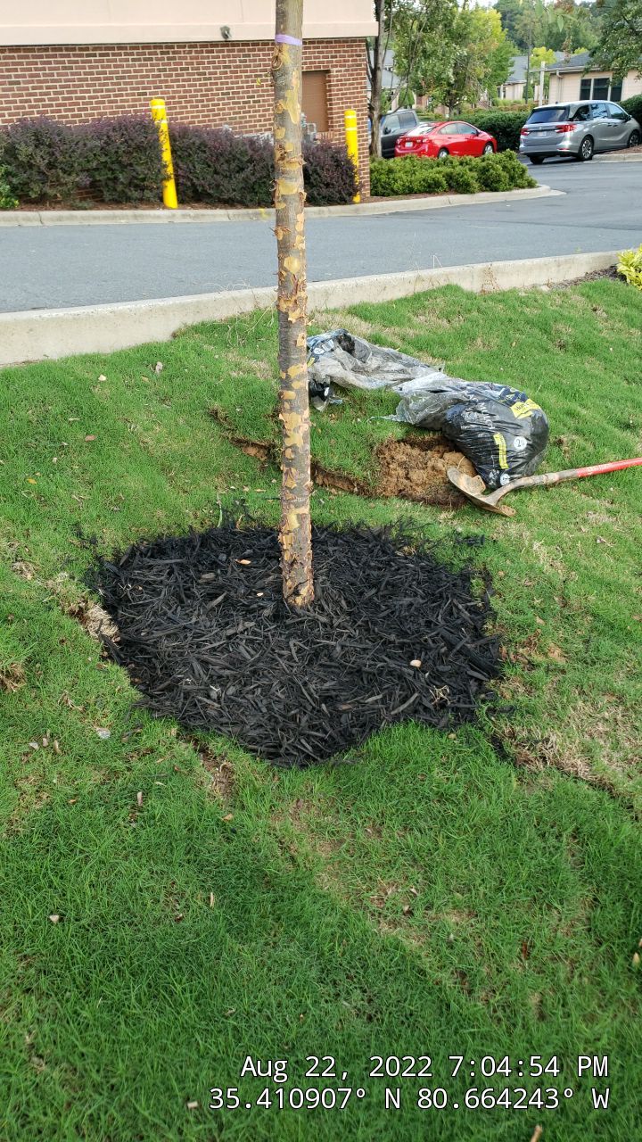 Harris Teeter Fuel Station Project Concord NC - (Commercial) by Carolina-Metro Landscape, Inc