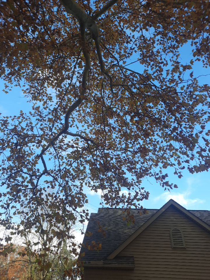 Tree Trimming using Tree Pruing by Mike Jones & Sons Tree Service LLC 