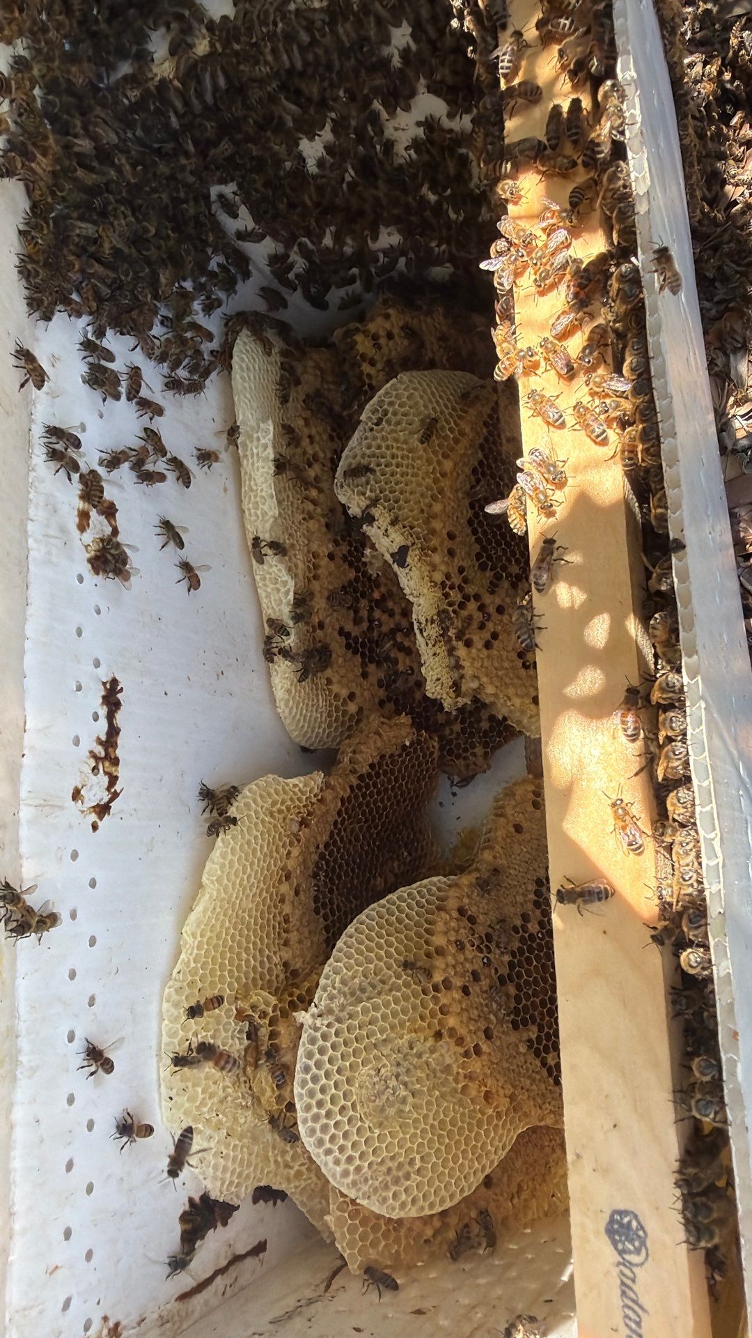 Bees in a box (in the ground) by Rockwall Honey Bee Company