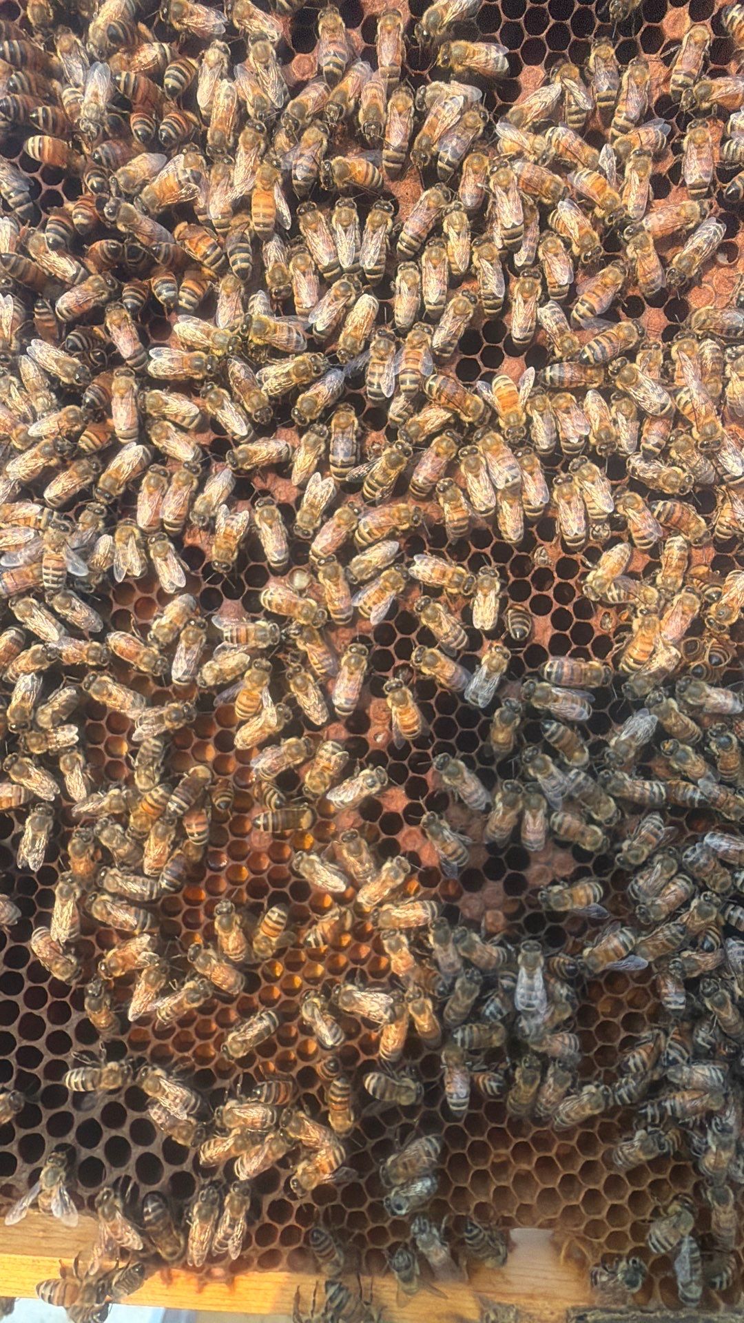 Double Family Property in Heath for Ag. Exemption by Rockwall Honey Bee Company