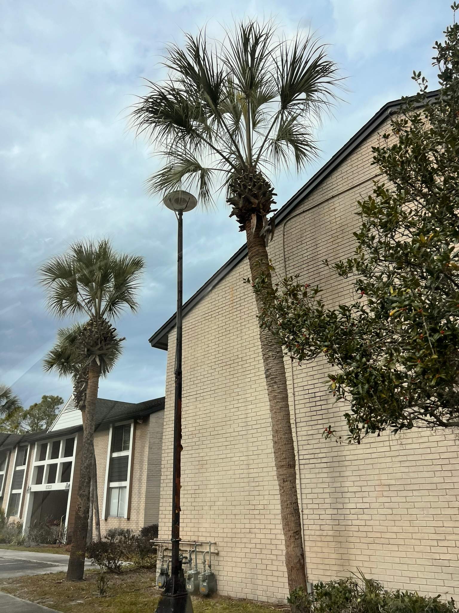 Tree Trimming | Preserve at San Jose by ProGreen Services