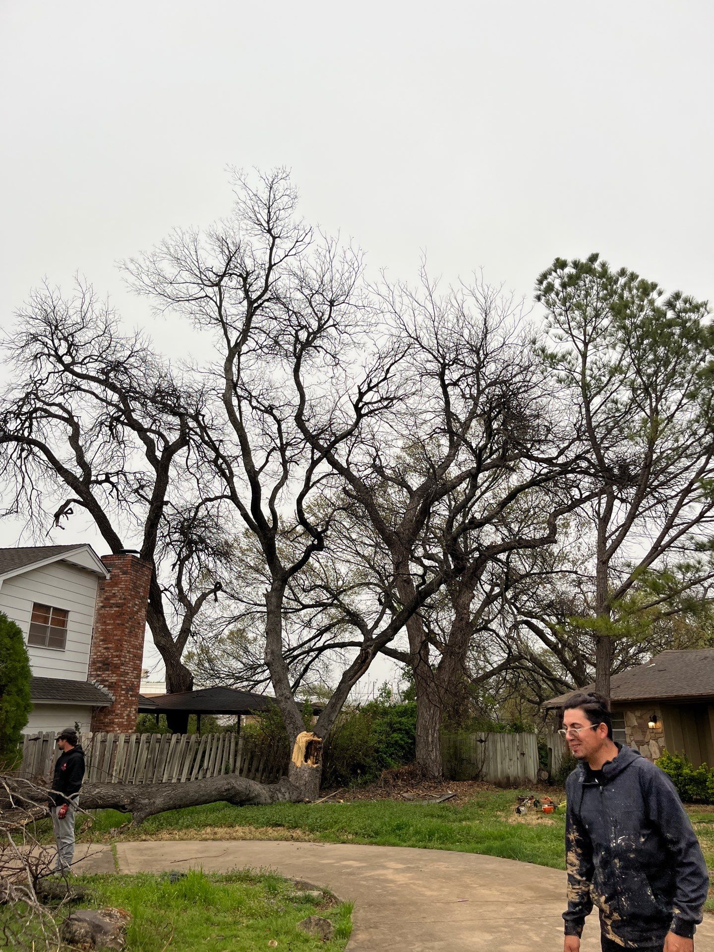 Tree Removal by Clays Services Inc
