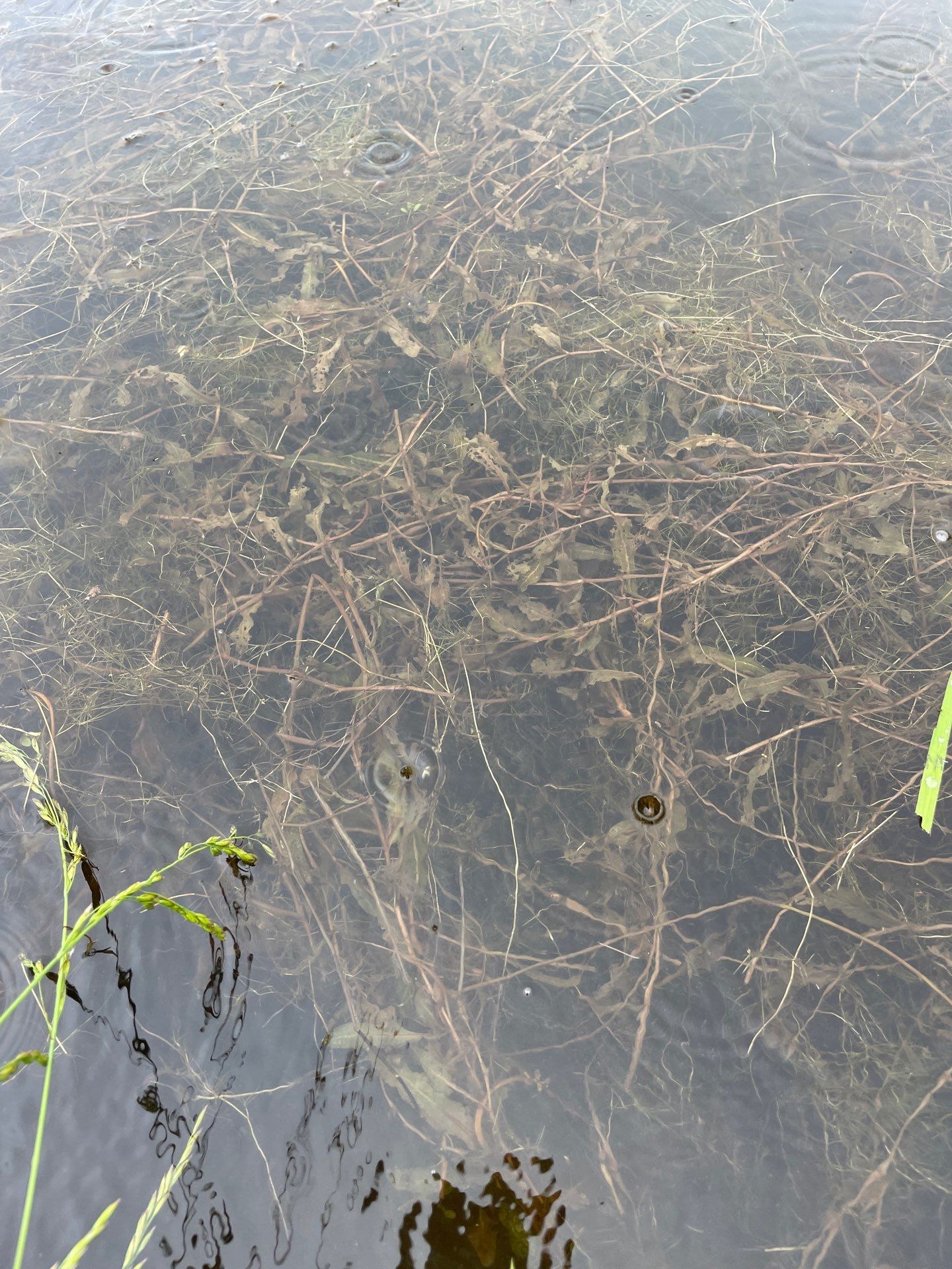 Maas Project by  Bellus Aquatic Solutions