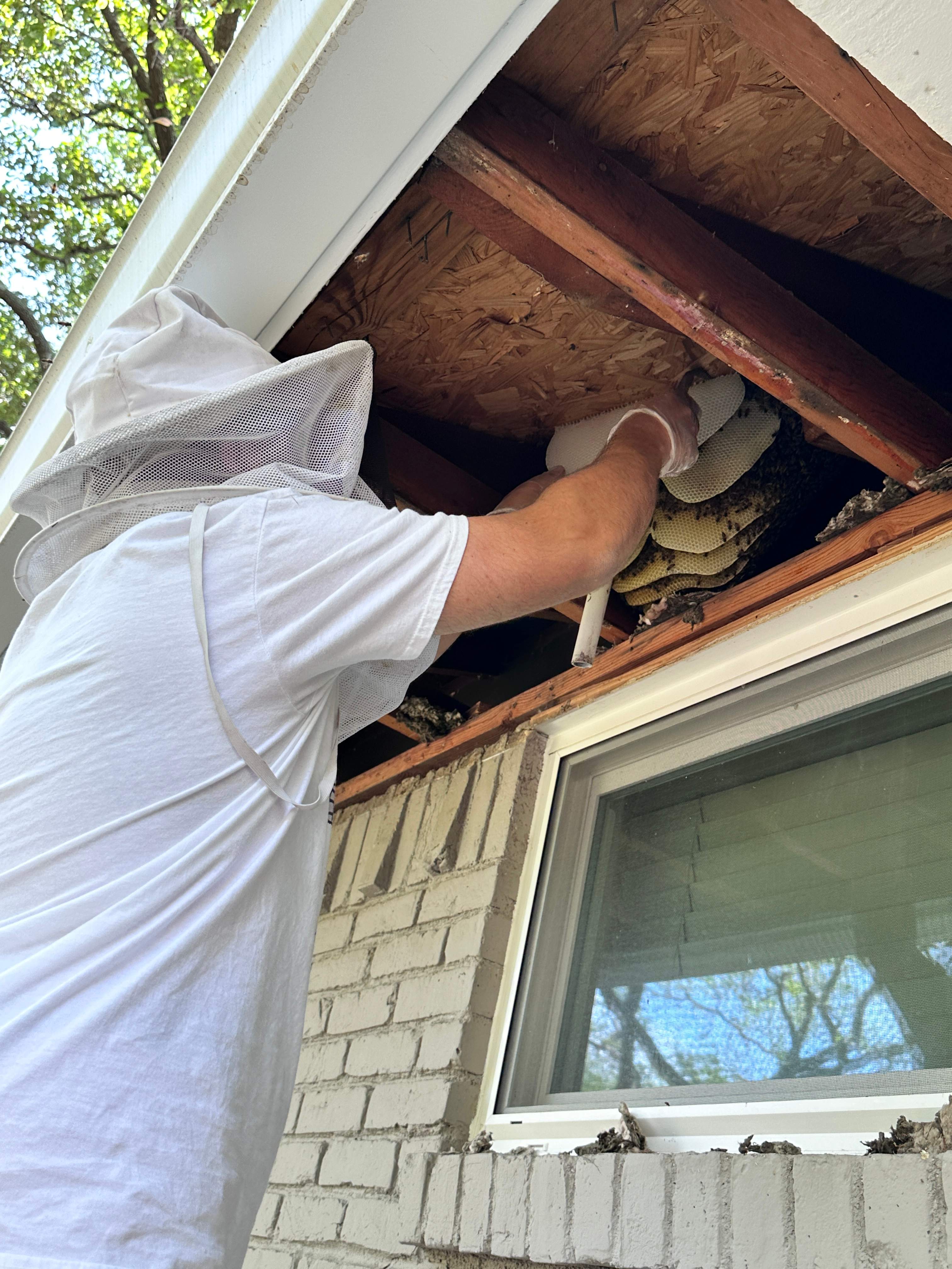 Show-and-Tell by Rockwall Honey Bee Company