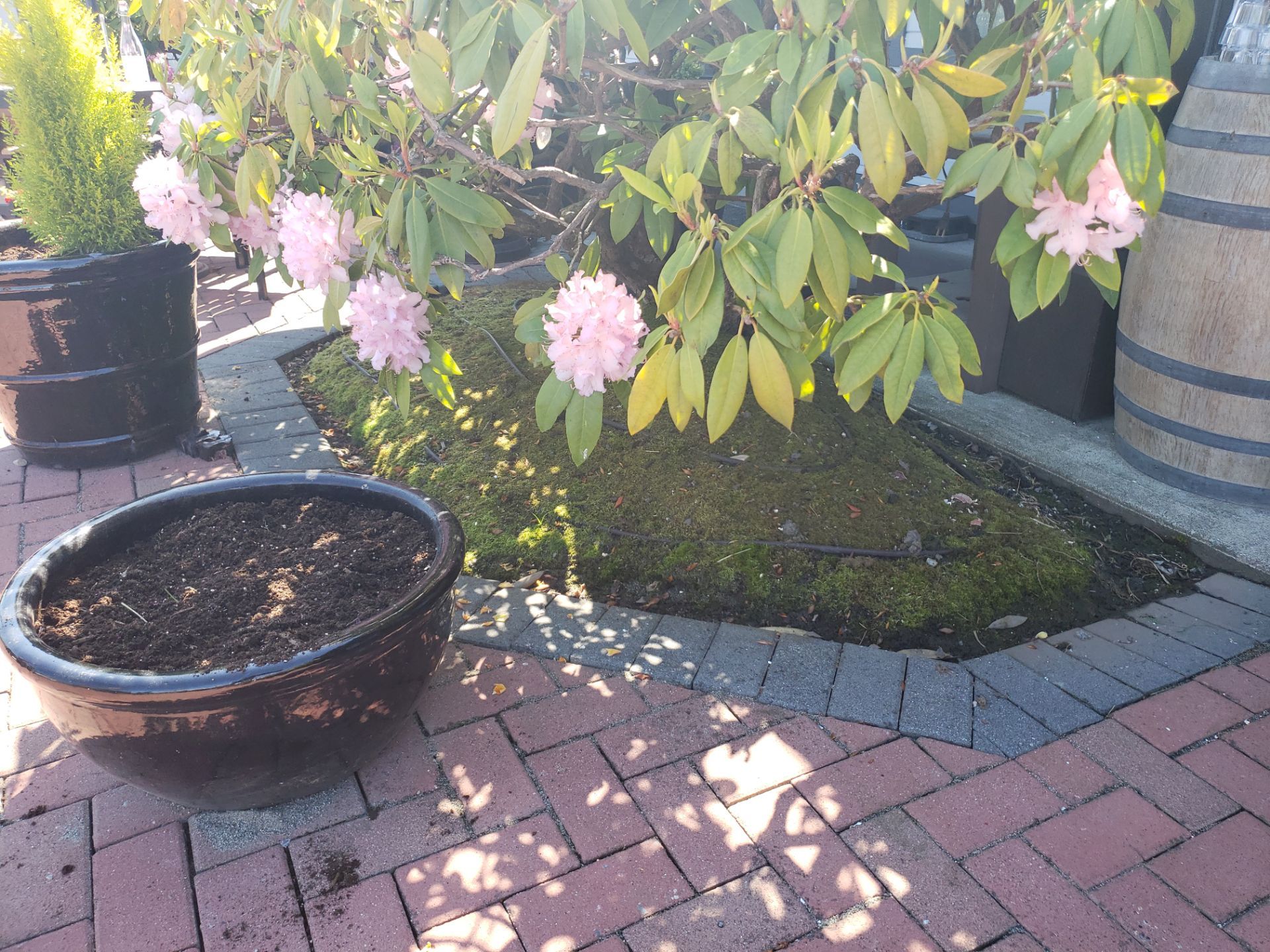 Sidney Pier by Habanero Garden and Exterior Care