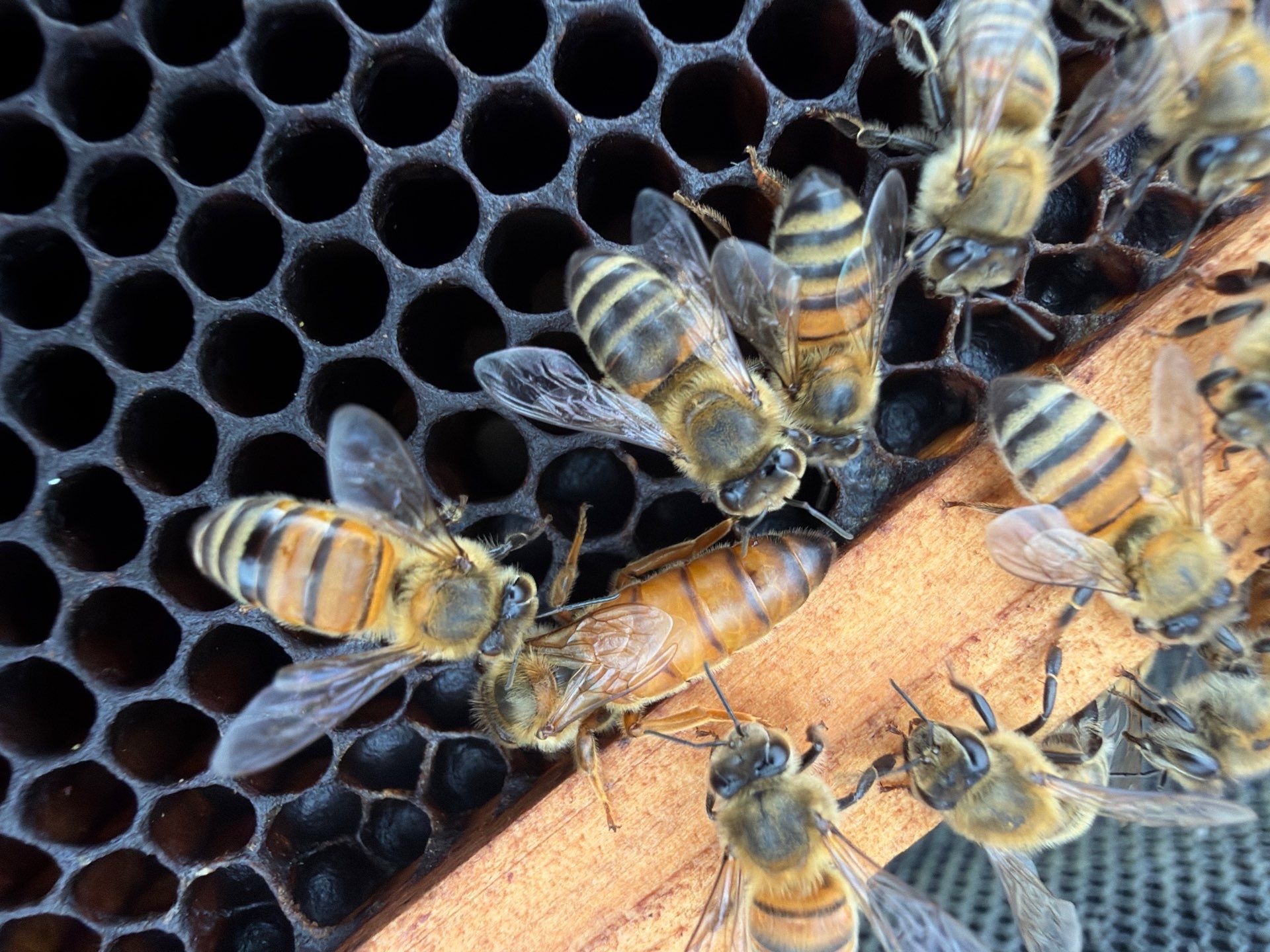 Poolside Bees at Apartment Complex by Rockwall Honey Bee Company
