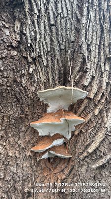 Arborist Assessment of Mature Bellevue Trees