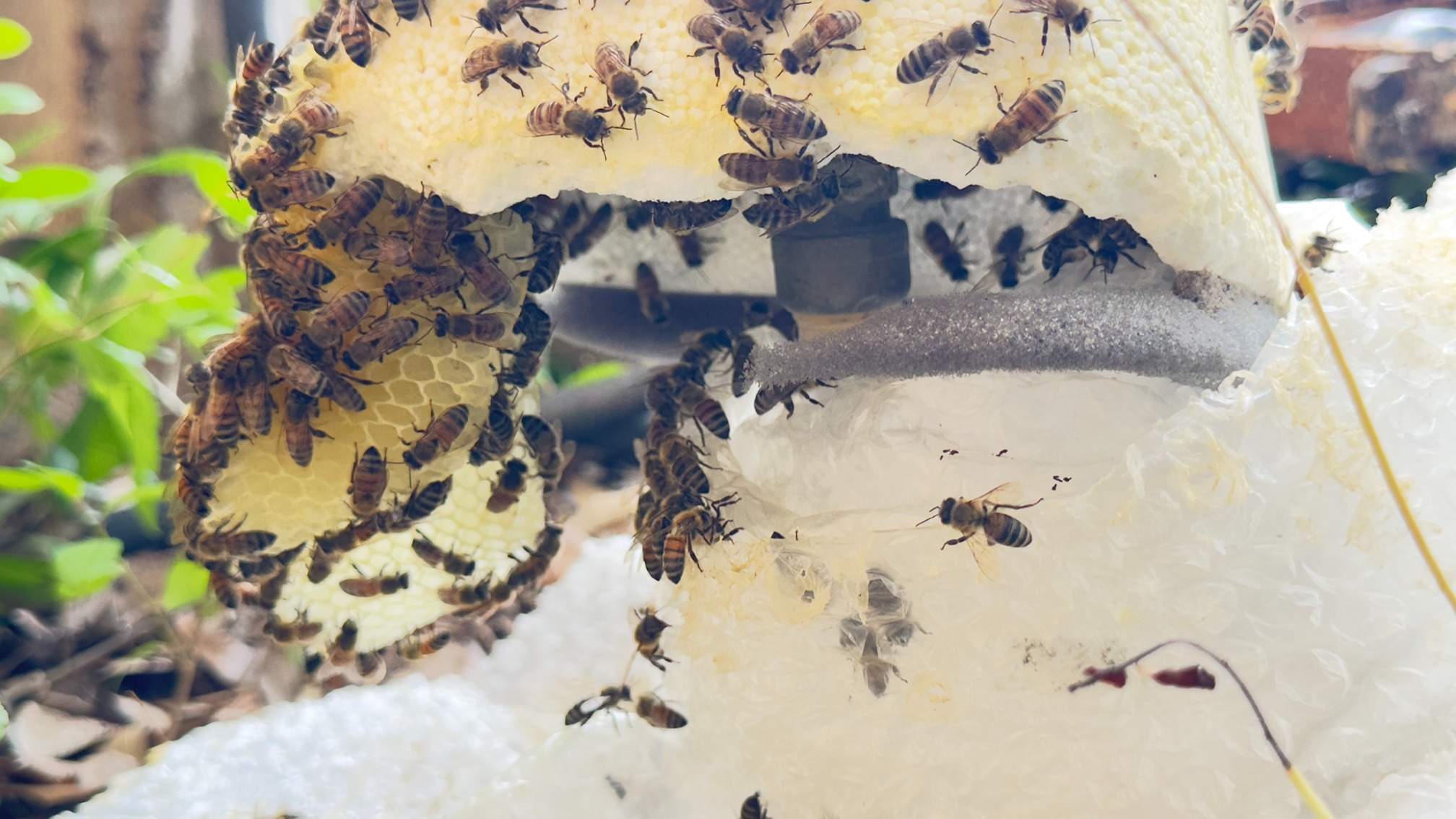 Water Spigot Swarm by Rockwall Honey Bee Company