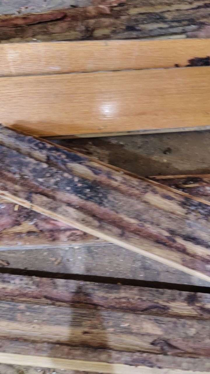 Mold Damage by Accountable Home Services